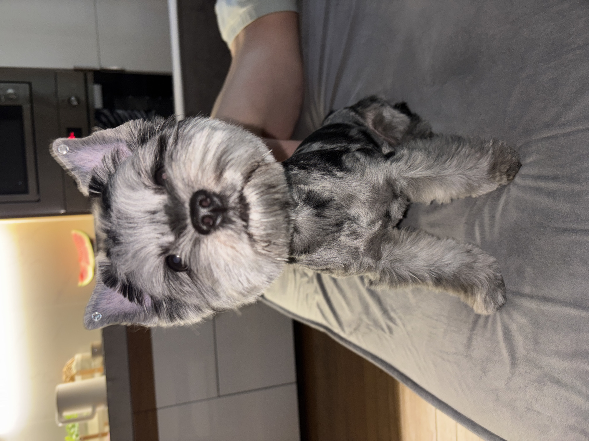 This image, taken in Chaikovsky, Russia, features a small, well-groomed dog with distinctive black and grey mottled or merle fur, likely a miniature schnauzer or similar terrier breed. The dog is lying on its belly on a soft, grey textured surface, possibly a bed or couch. Its head is turned to face the camera directly, displaying prominent eyebrows and a beard-like muzzle. A notable detail is the small, clear stud piercings visible in both of the dog's ears. The dog's expression appears calm and attentive, with dark eyes and a black nose.
In the background, a person's light-skinned arm and leg, clad in light clothing, are partially visible, suggesting human companionship. The indoor setting appears to be a home, with kitchen appliances such as a dark microwave or oven visible on the left. White cabinets or counters and other household items are also discernible, including a decorative item resembling a slice of watermelon on a shelf. The lighting is consistent with indoor artificial light. No visible text is present in the image.
