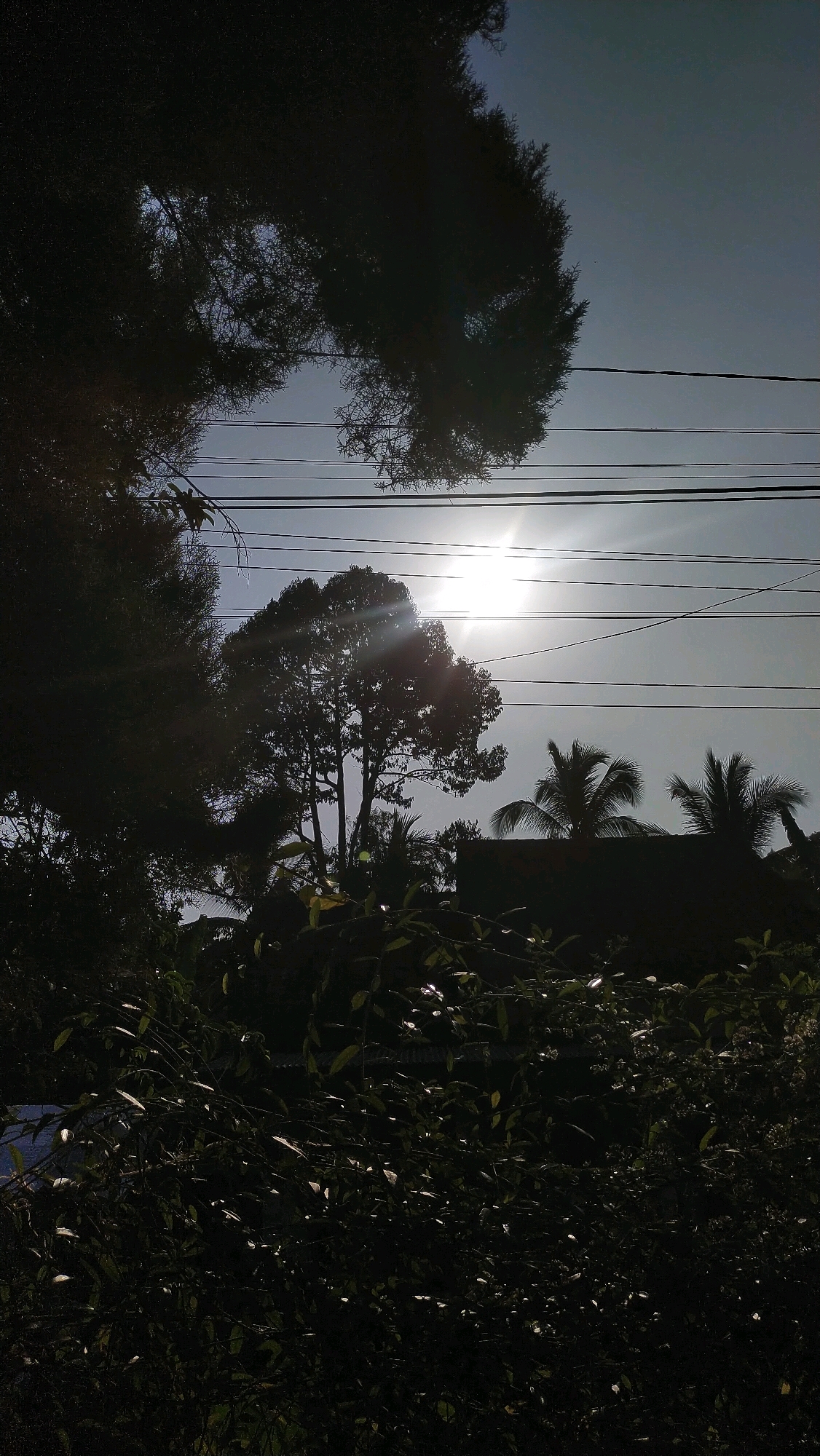The image depicts a silhouette of tropical foliage and trees against a bright sky, with the sun partially obscured by clouds and casting lens flare. Power lines are visible horizontally across the frame. In the mid-ground, the silhouettes of palm trees and other vegetation are apparent, along with what appears to be the roofline of a building. The foreground is dominated by a dense, dark mass of leaves and branches, with some highlights reflecting the sunlight. The overall impression is of a sun-drenched outdoor environment, likely in a residential or semi-rural area given the presence of power lines and buildings.