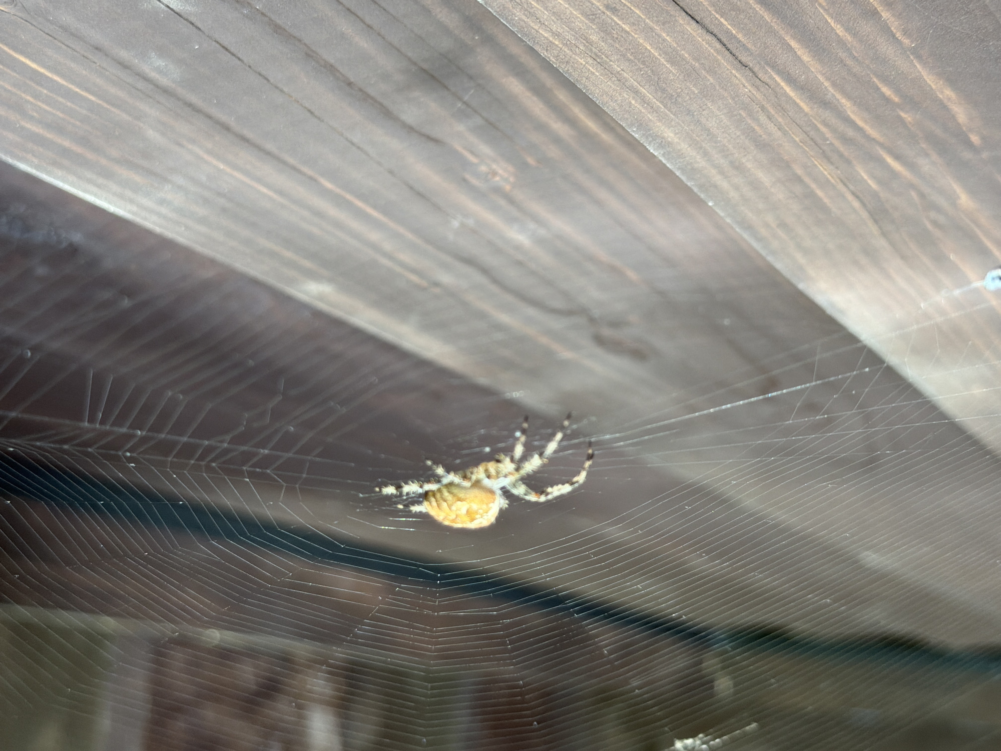 The image shows a spider on its web, with a wooden fence in the background. The spider is light brown and yellow, with a round abdomen and eight legs. It is positioned on the left side of the web, facing away from the viewer. The web is intricate and delicate, with fine silk threads radiating from a central point. The wooden fence is dark brown and weathered, with visible grain and knots. The scene appears to be outdoors, possibly in a garden or yard. There is no indication of the location being Tashtagol, Russia.