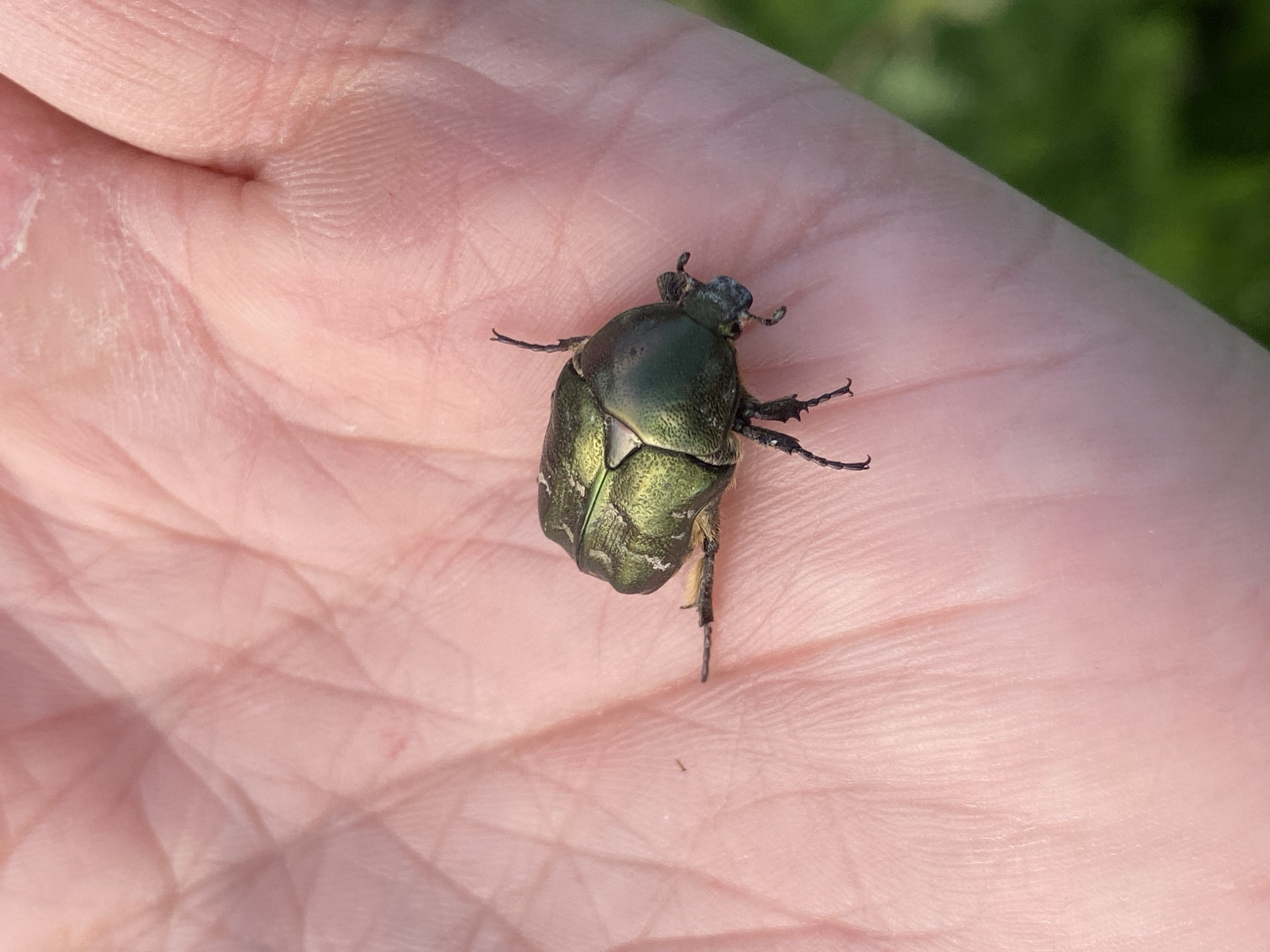 A close-up, eye-level shot shows a metallic green beetle with black legs resting on a pale pink, wrinkled human palm. The beetle, positioned slightly off-center to the right, faces left with its head tilted down. Its body is segmented, and it appears to be resting. The palm occupies the majority of the frame, with visible lines and texture. In the background, slightly out of focus, is green foliage, suggesting an outdoor environment. The image was taken in Gur'evo (Volkovskii S/S), Russia.