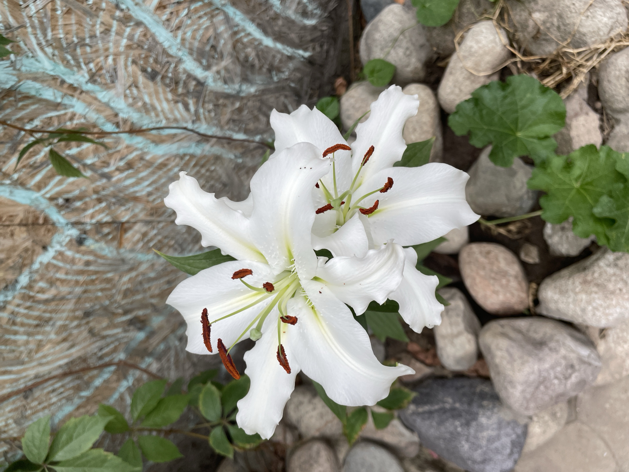 A close-up, vertical, eye-level shot shows two white lilies in the foreground, their delicate petals unfurling. The lilies have prominent reddish-brown anthers. They are situated amongst various-sized grey and brown river stones, with green leaves peeking out from behind. In the background, a weathered wooden fence, possibly part of a garden or backyard, is visible. The fence has a light blue, somewhat abstract painted pattern across its surface, suggesting it might be outdoors in a residential area. There is no indication of the specific location within Almaty, Kazakhstan, beyond it being an outdoor environment.