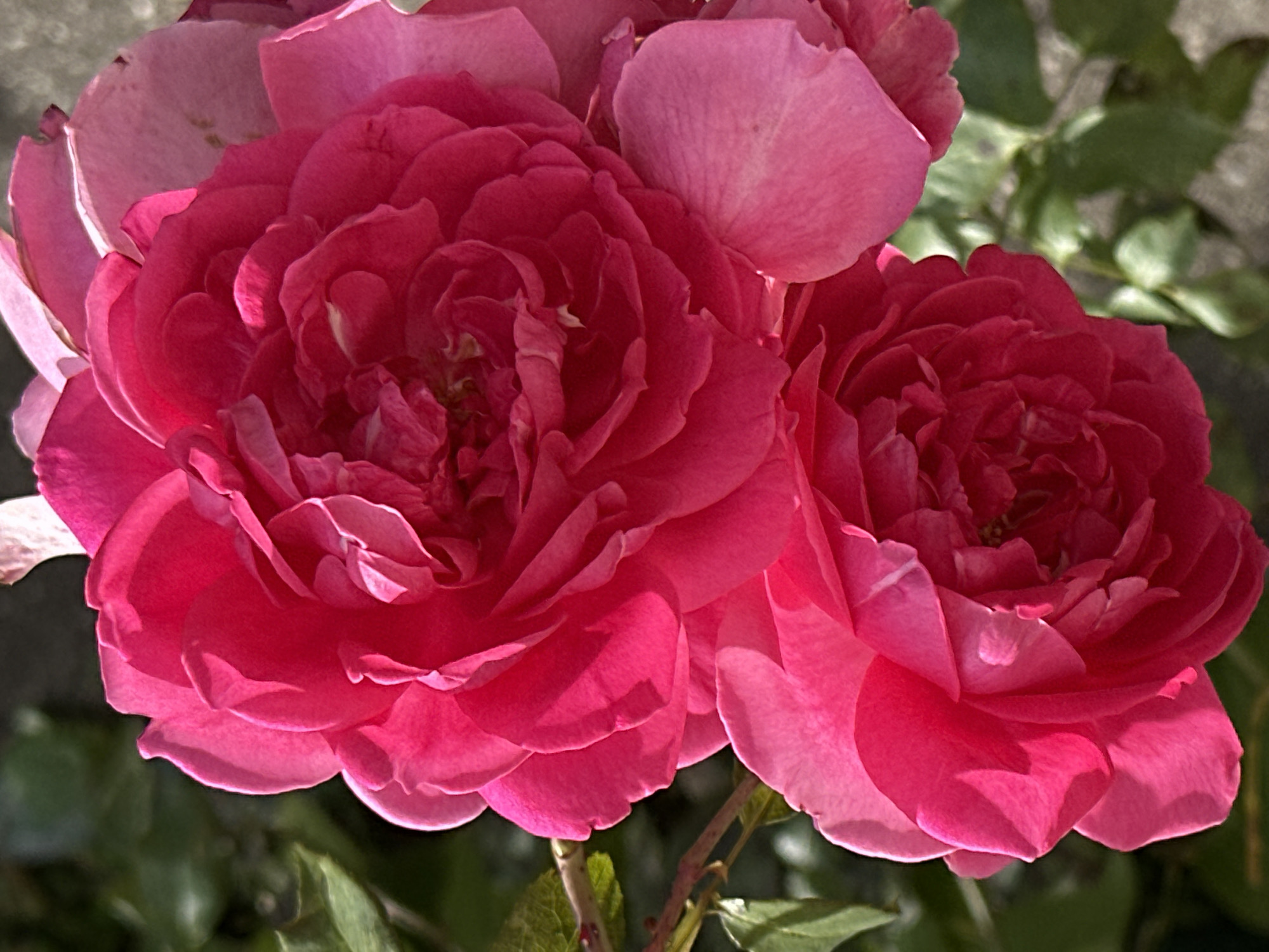 The image shows two vibrant pink roses in full bloom. The roses are close-up, filling most of the frame. Their petals are layered and ruffled, with a deep, saturated pink color that transitions to lighter pinks and almost white on some of the outer petals. The lighting suggests a sunny day, casting shadows and highlighting the texture of the petals. In the background, out of focus, are green leaves and a hint of a gray, possibly stone or concrete surface, implying an outdoor garden setting. The roses are the sole subjects of the photograph. The location in Podolsk, Russia, is not visually discernible from the image itself.