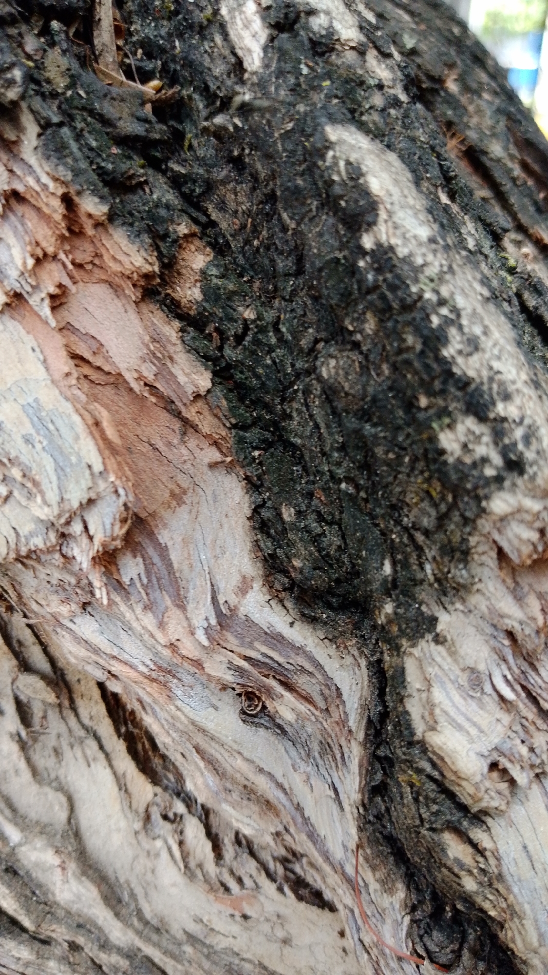 This close-up, vertical shot captures the intricate textures and colors of tree bark, likely from a tree in Tinaquillo, Venezuela. The image is dominated by a diagonal divide between two distinct types of bark.
On the right side of the frame, the bark is dark, rugged, and heavily fissured, displaying shades of deep brown and black, possibly with hints of moss or lichen. Its surface appears thick and uneven, suggesting age or a particular species characteristic.
Contrasting sharply with this dark section is the left and lower portion of the image, which features smoother, lighter bark that is actively peeling. This peeling bark reveals multiple layers in various shades of light beige, pale brown, and reddish-pink, forming fibrous strips that curl and overlap. A striking detail within this lighter, peeling section, located towards the lower-middle, is a small, circular knot or imperfection with a darker center, which subtly resembles an eye. The lighting is even, indicating daytime conditions, but no harsh shadows are visible.
The scene focuses solely on the natural details of the tree trunk, with no visible people, additional objects, specific activities, or text. The image highlights the organic patterns and the natural process of bark exfoliation.