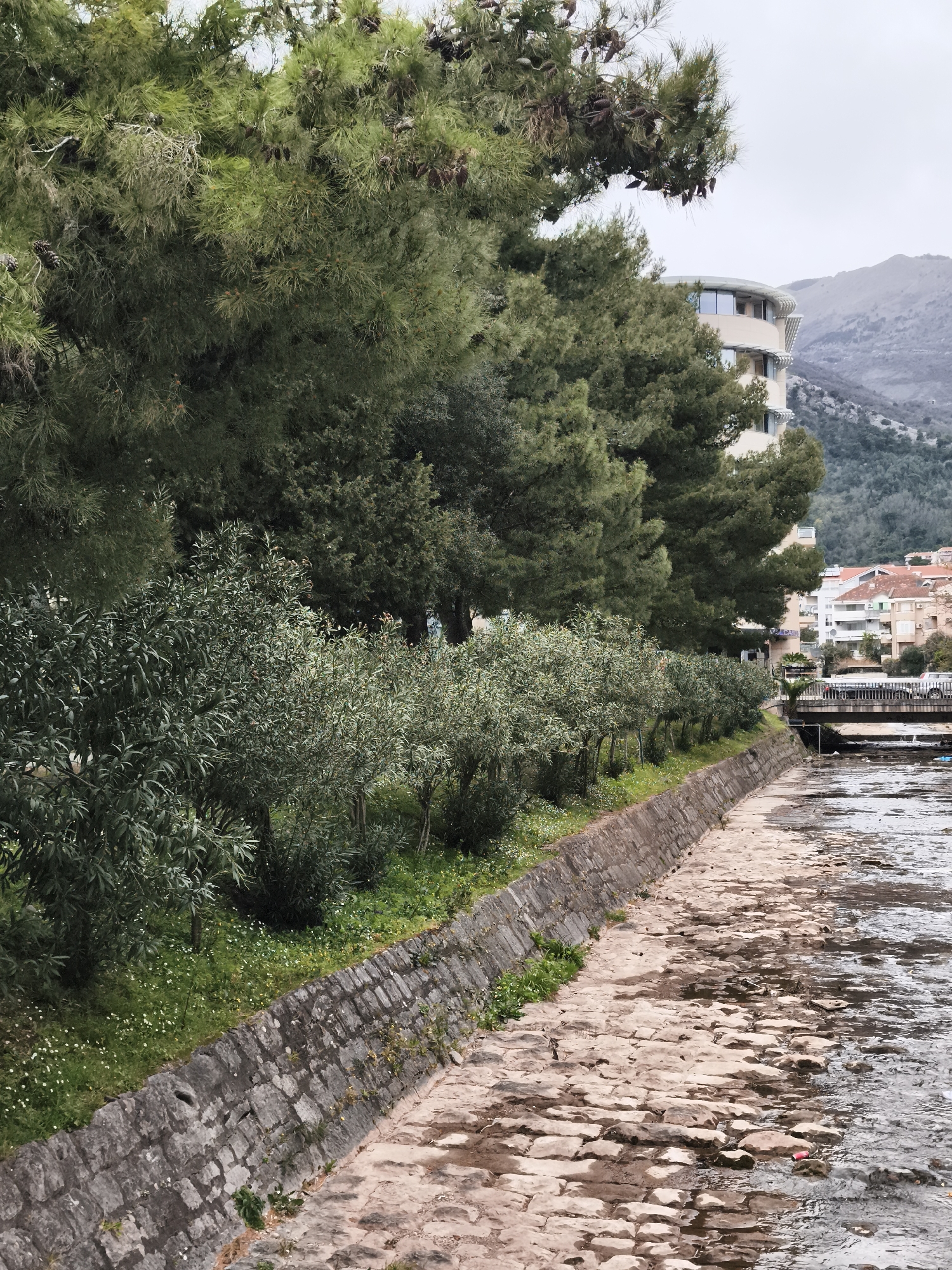 The image shows a canal running through Budva, Montenegro. The canal bed is made of uneven stones, and the water level is low, exposing much of the stone bed. The canal is bordered by a stone wall, above which there's a strip of green grass and small bushes. A row of taller, leafy trees lines the bank behind the bushes. In the background, buildings and a mountain are visible. A bridge spans the canal in the distance. The sky is overcast.