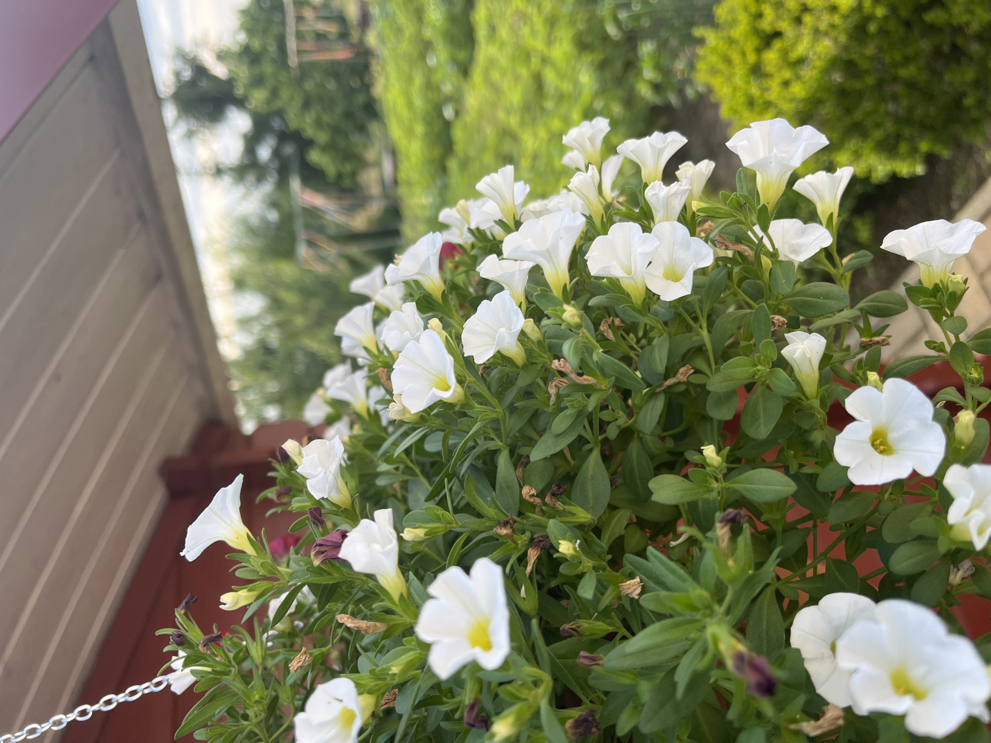 This media file is a close-up, eye-level shot of a planter filled with blooming white petunias. The flowers are abundant, with many individual blossoms in various stages of opening, creating a lush and full appearance. The petals are a pure white, with some exhibiting a subtle yellow or greenish hue at their throats. The green foliage of the petunia plants forms a dense backdrop for the white flowers.
In the background, out of focus, are elements that suggest an outdoor setting, possibly a garden or patio. To the left, a portion of a structure with horizontal wooden siding and a reddish-brown trim is visible, indicating a building or a fence. A silver chain, likely part of a hanging planter mechanism, is also visible in the lower left corner. The background beyond the plants is a blur of green, suggesting trees or other vegetation, and a bright, overcast sky. The overall lighting suggests it is daytime, likely overcast given the diffused light.
The scene appears to be peaceful and natural, with the focus entirely on the beauty of the blooming flowers. There are no people visible in the image. The location context of Neustadt, Germany, provides a geographical anchor, but no specific landmarks are identifiable within the image itself. The focus on the flowers implies a spring or summer season. No text is visible in the media file.