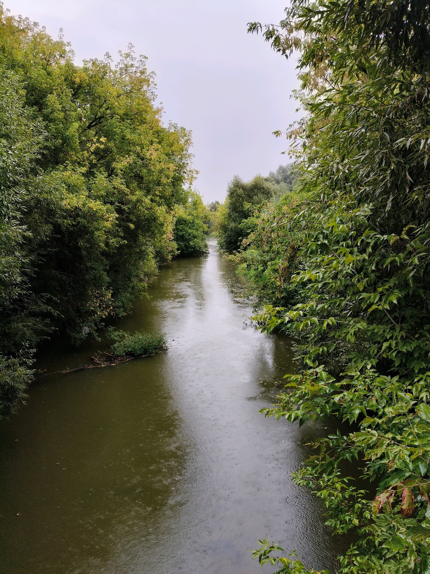 The image depicts a river flowing through a densely wooded area, likely within the city of Naro-Fominsk, Russia. The sky is overcast and it appears to be raining, with visible ripples on the surface of the water. Lush green trees and foliage line both banks of the river, creating a natural, somewhat secluded atmosphere. There are no people visible in the image, and the focus is on the natural landscape. A fallen tree trunk is partially submerged in the water on the left side, and a small patch of greenery is growing from it. The water itself is dark and appears to be flowing gently. The overall impression is one of a tranquil, possibly melancholic, natural scene in an urban environment.