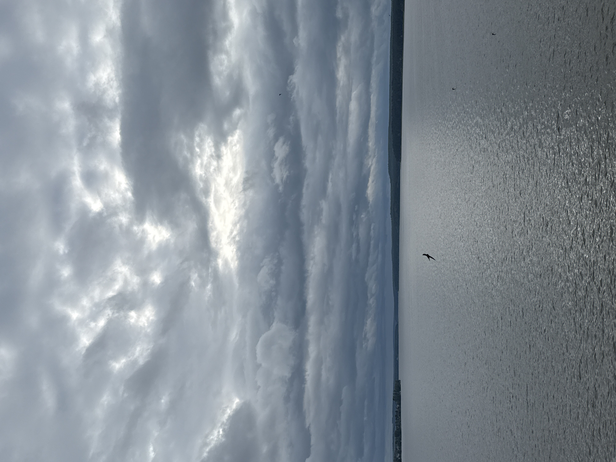 The image displays an expansive view of a large body of water, identified as a segment of the Votkinsk Reservoir or Votkinsk Pond near the city of Votkinsk, Udmurtia, Russia. The sky, occupying the upper third of the frame, is heavily overcast with a dense layer of dark grey stratocumulus clouds, punctuated by lighter grey and white patches where light penetrates or reflects. The water, filling the lower two-thirds of the image, exhibits a rippled texture across its surface, reflecting the muted light from the sky and appearing in shades of dark grey and blue.
Three birds are visible in flight over the water, appearing as dark silhouettes. One prominent bird, with wings extended, is positioned centrally in the lower-middle section of the image. Two additional smaller birds are visible further to the right, closer to the distant horizon. A distinct horizon line separates the water from the landmass. On the far left, a land feature with multiple clustered structures, indicative of a settlement (likely part of Votkinsk or a surrounding village), is present. The remaining land along the horizon, stretching towards the right, consists of dense, dark green forestation. There are no identifiable human subjects or specific interactions visible in the scene. The lighting is diffuse and consistent with a heavily clouded daytime environment.