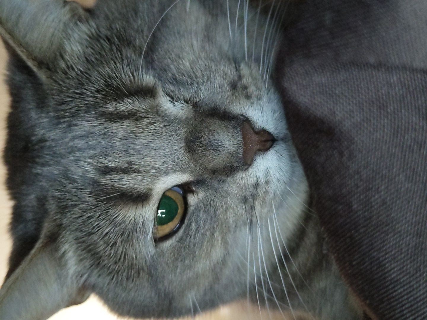 A close-up, eye-level shot shows the face of a gray tabby cat, its left eye wide open and its right eye partially closed. The cat's fur is short and appears to be a mix of gray and black stripes. Its whiskers are long and white, fanned out from its nose. The cat's nose is a dark brown color. The background is out of focus, but appears to be a dark brown, textured fabric, possibly a blanket or upholstery. The lighting is dim, casting soft shadows on the cat's face. There are no other people or objects clearly visible in the image. The location is not specified, but the subject is a domestic cat.