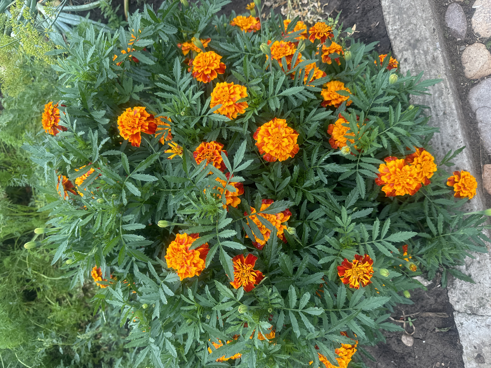In Maksimovshchina, Russia, a vibrant display of orange and red marigolds blooms abundantly in a garden bed. The dense foliage of the marigolds creates a lush green backdrop for the numerous ruffled flower heads. Some marigolds are fully open, showcasing their intricate petals, while others are still in bud form, hinting at future blooms. The flowers are interspersed with dark, rich soil, and a light-colored concrete border defines the edge of the garden. In the background, out-of-focus greenery suggests other plants and vegetation, contributing to the overall impression of a thriving garden.