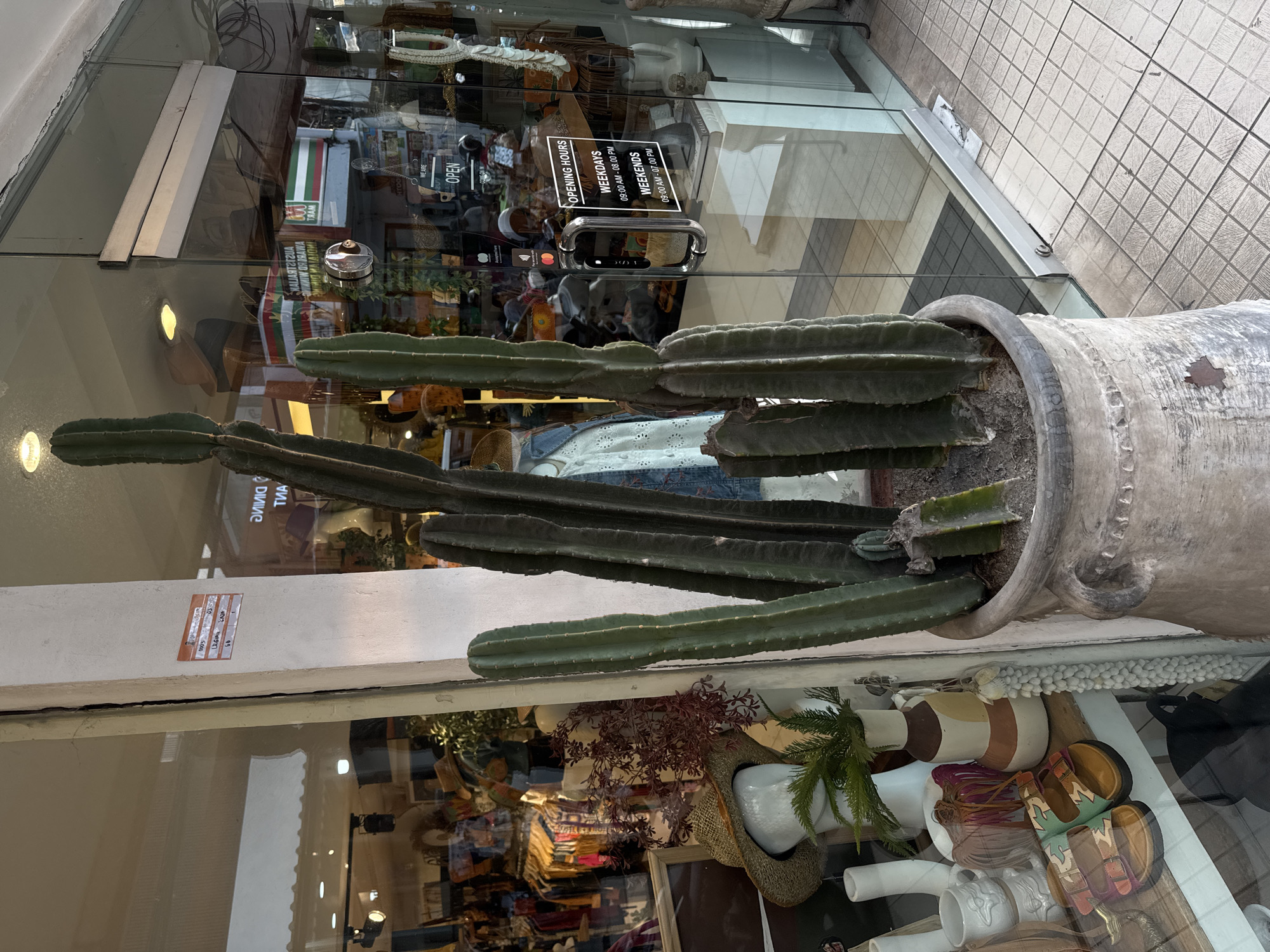This image depicts the exterior of a shop in Kuta, Indonesia. A large potted cactus stands prominently in front of the shop's glass storefront. Inside the shop, racks of clothing are visible, along with mannequins wearing hats. The storefront also features signage, including "OPENING HOURS" which indicates weekdays from 09:00 AM - 08:00 PM and weekends from 09:00 AM - 07:00 PM. The shop appears to be a boutique or clothing store. The sidewalk in front of the shop is paved with tiles, and the overall environment suggests a commercial street in a tropical location.