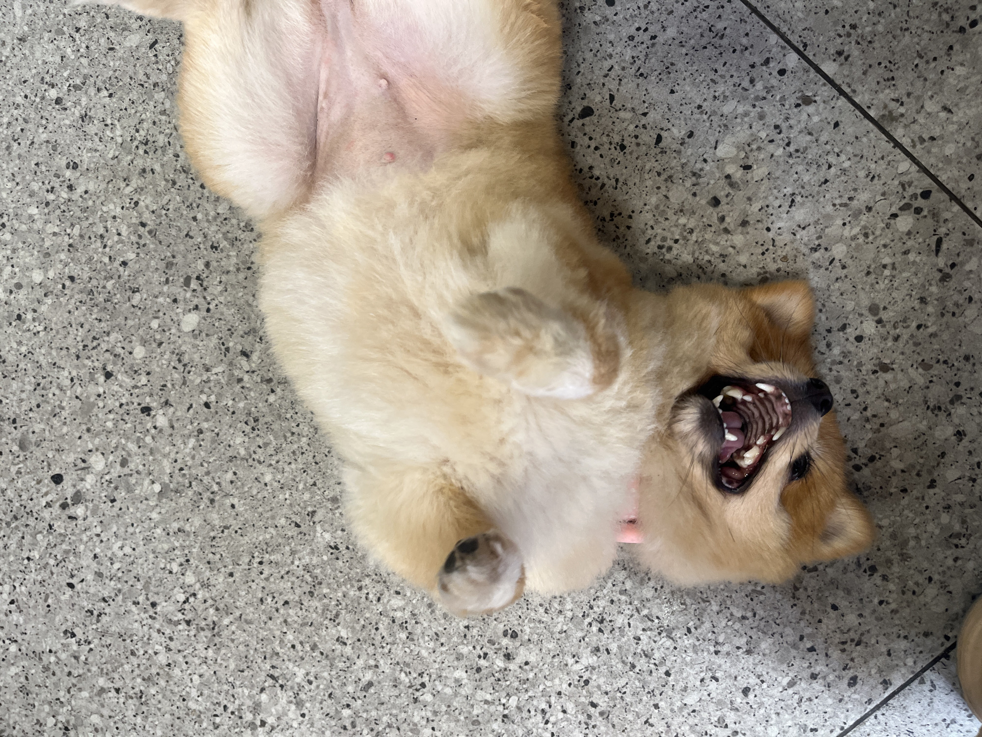 The image features a small, light-brown furry dog playfully lying on its back on a speckled grey terrazzo-style floor. The dog, positioned diagonally, has its belly exposed, revealing soft, pale fur and pinkish skin with visible nipples. A thin pink collar is visible around its neck. Its mouth is wide open, showcasing a full set of sharp, white teeth and its tongue, conveying a moment of playful excitement, a deep yawn, or a "dog smile." The dog's overall demeanor appears relaxed, happy, and comfortable in its indoor setting. The floor is composed of various shades of grey and black speckles, common in residential or commercial interiors. No visible text is present. This scene likely takes place in a home in Đà Nẵng, Vietnam.