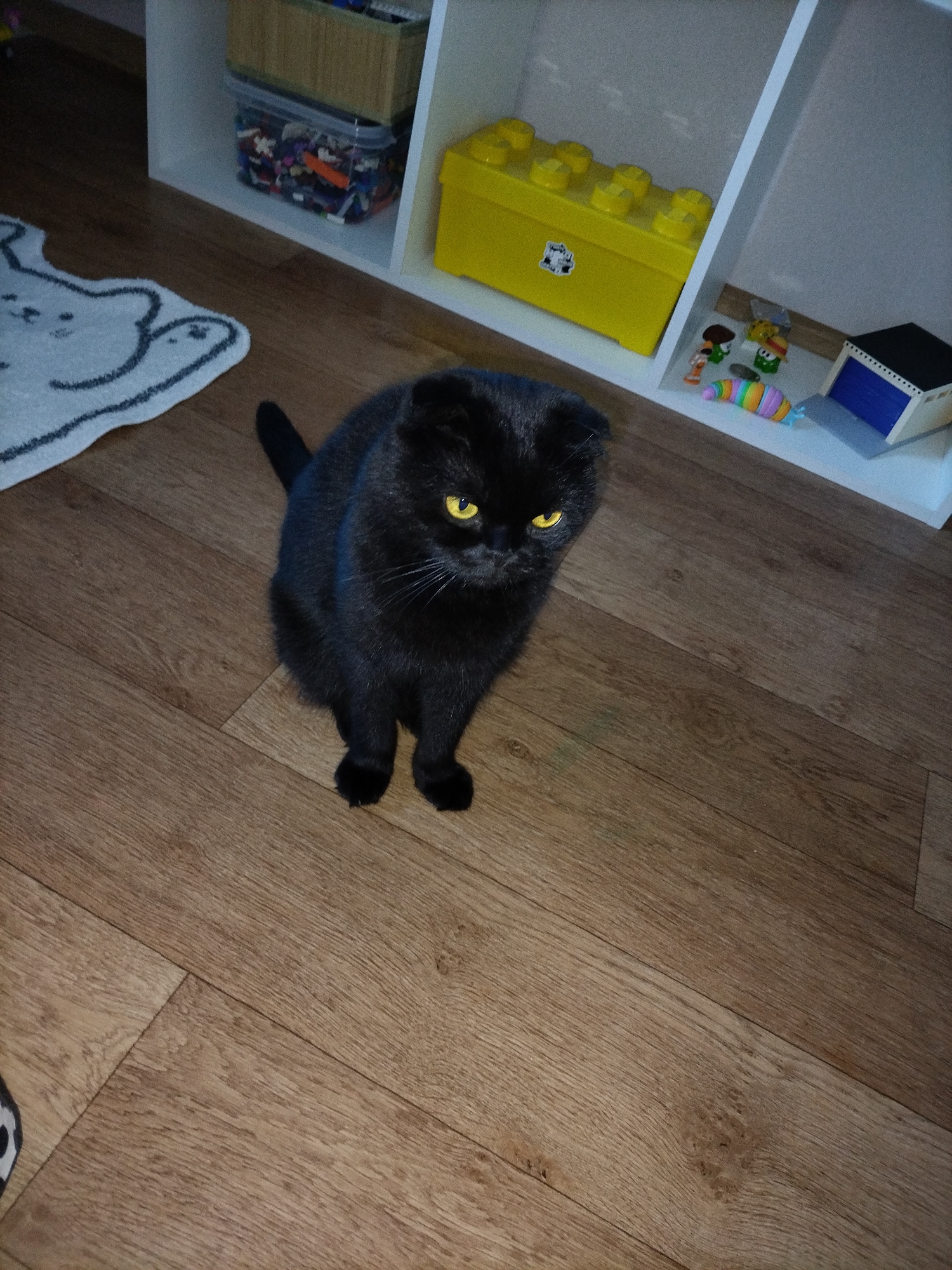 A black Scottish Fold cat with yellow eyes sits on a wooden floor. The cat is facing the camera, and its body is angled slightly to the right. Behind the cat, a white shelf unit contains various items, including a yellow Lego container, a box of Lego bricks, and small toys. To the left of the cat, a white rug with a cartoonish design is visible. The environment appears to be an indoor domestic setting.