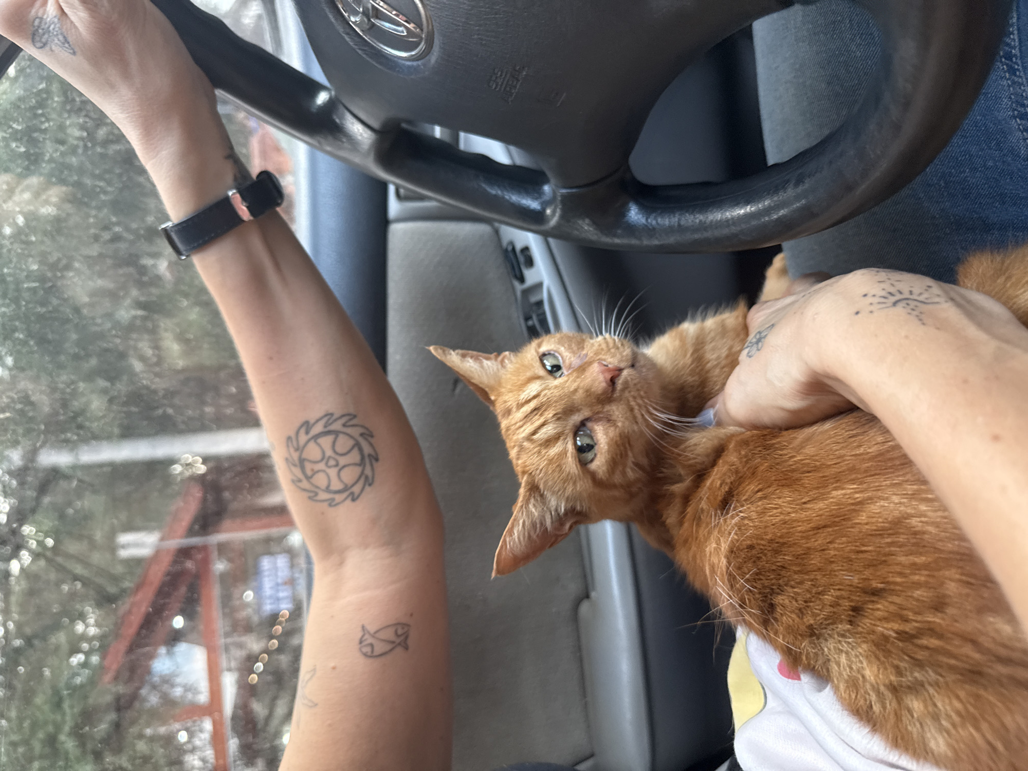 A human is driving a Toyota vehicle, holding an orange cat in their lap. The human's left arm, visible from the elbow down, has multiple tattoos, including a wheel-like symbol and two small fish. A black watch is visible on the wrist. The interior of the car is gray. Through the windshield, a blurry view of the outside environment is visible, suggesting a location within Villa General Belgrano, Argentina, although specific landmarks are obscured. The interaction is the human holding the cat while driving.