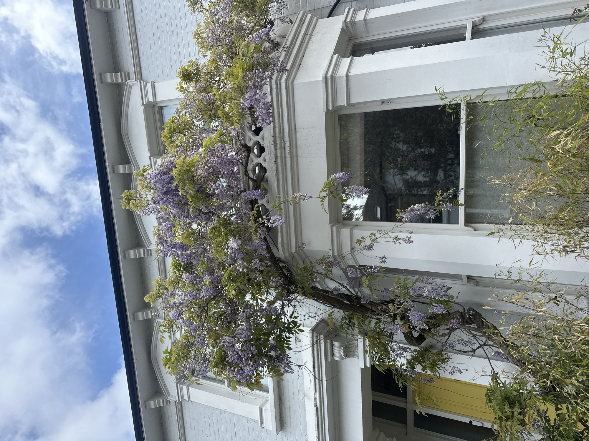 The image depicts a section of a building facade, likely a residential structure, with a prominent wisteria vine in full bloom cascading across its front. The building is constructed of light-colored brick or painted siding, and the architectural details include decorative window frames and molding. The windows reflect the surrounding environment, suggesting a typical urban setting. The vine's vibrant purple flowers contrast against the building's light color, creating a striking visual. The yellow door is visible at the bottom of the image. The sky with clouds is visible on the left.
While specific location details are not evident in this image, wisteria is a common ornamental plant in London, United Kingdom, and thus, it is possible the image was captured in this city.