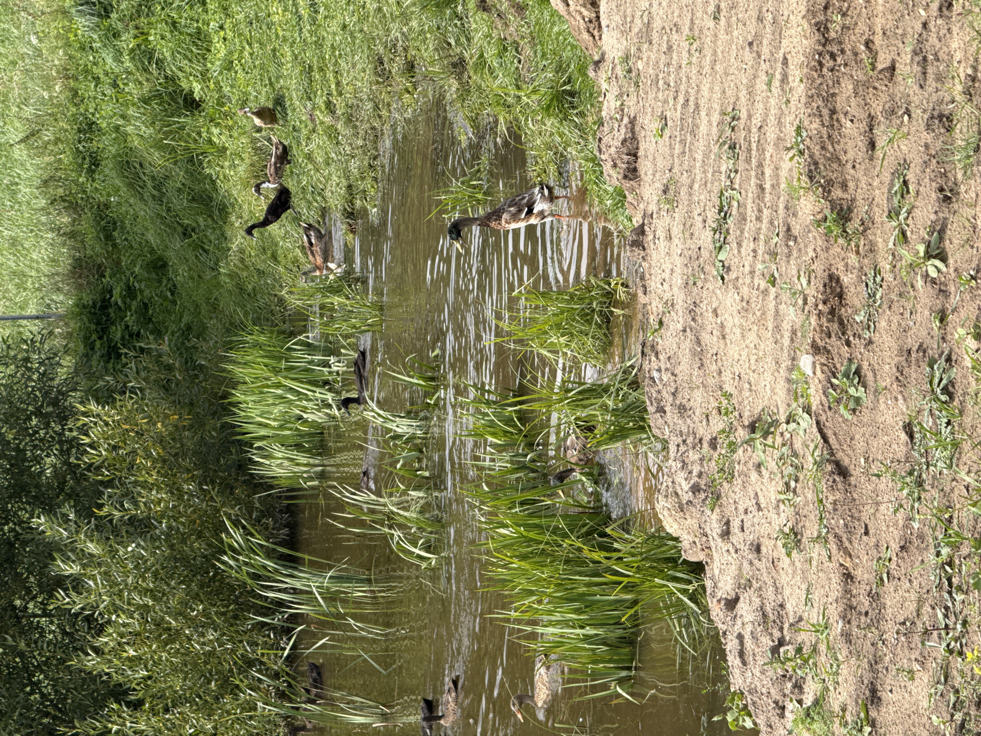 The image depicts a body of water, likely a pond or slow-moving stream, bordered by lush green vegetation and a sandy bank. Several ducks are present in and around the water. One duck, with a tall, slender build and brown and white plumage, stands in the shallow water on the right side of the frame, facing left. In the middle distance, on the grassy bank, are several other ducks; two appear dark-colored, one is brown and white patterned, and another is a lighter brown. More ducks are visible in the water, some swimming and others partially obscured by reeds. The environment suggests a natural or semi-natural outdoor setting, with dense foliage forming a backdrop to the water. The sandy area in the foreground shows signs of light vegetation growth. The image was captured in Galinė, Lithuania.