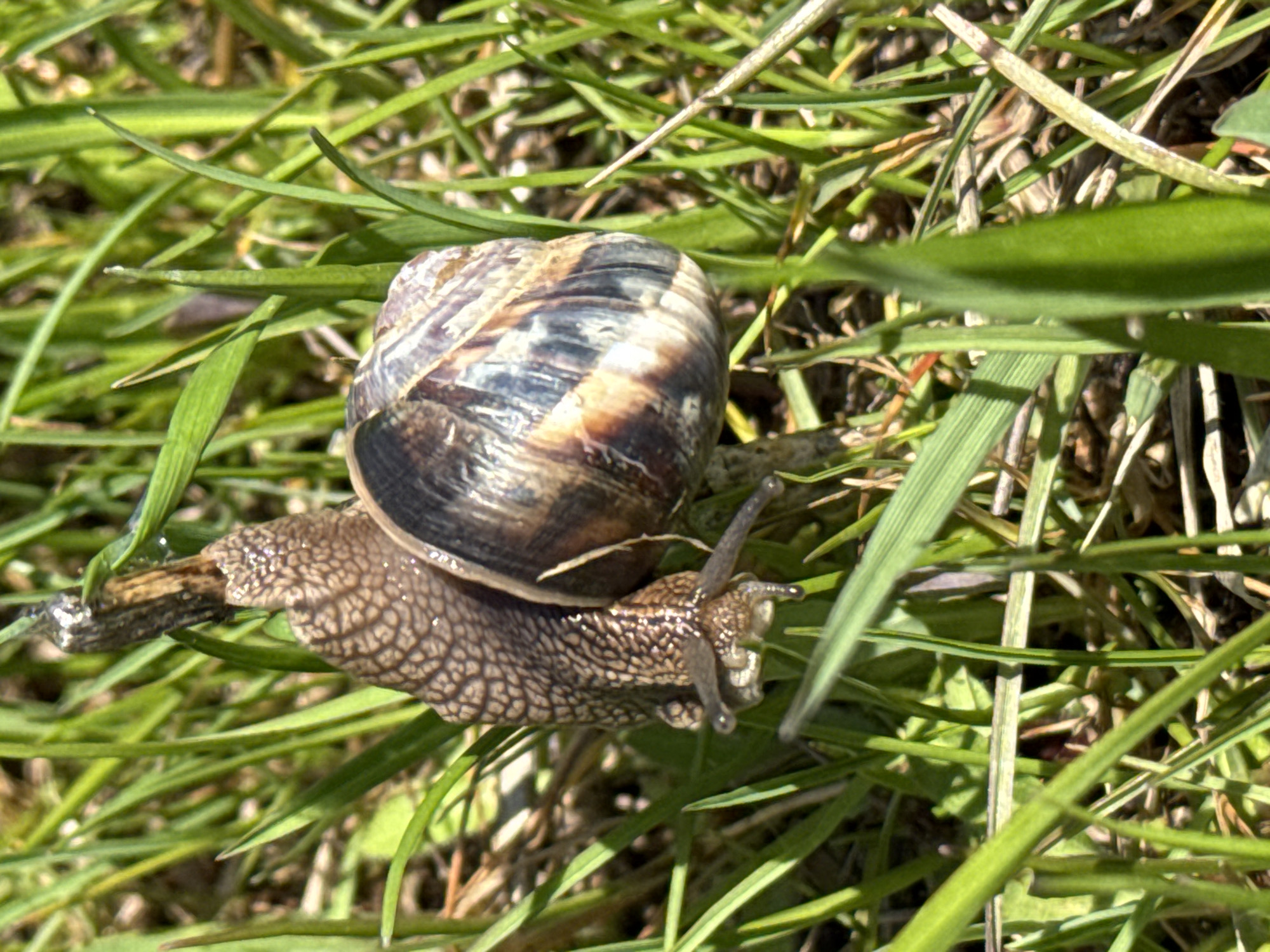 A snail crawls through green grass. The snail has a brown and grey patterned shell. Its body is brown and textured, and its antennae are visible. The grass blades are mostly green and slightly shiny. The scene is outdoors and appears to be in daylight. There is no indication of a specific city or location in the image.