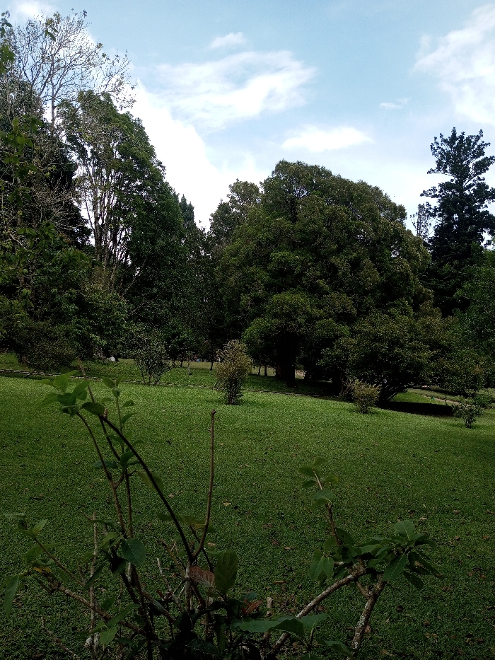 The image displays an outdoor park or garden setting in Serchhip, India, captured during daylight under a sky with scattered white clouds. The foreground features a leafy shrub with multiple branches and green foliage, partially obscuring the view. The midground consists of an expansive, well-maintained green lawn, with several smaller, isolated bushes and saplings sparsely distributed across it. The background is dominated by a dense treeline composed of numerous mature trees of varying heights and foliage densities, forming a natural barrier. No individuals or discernible actions are present within the scene.