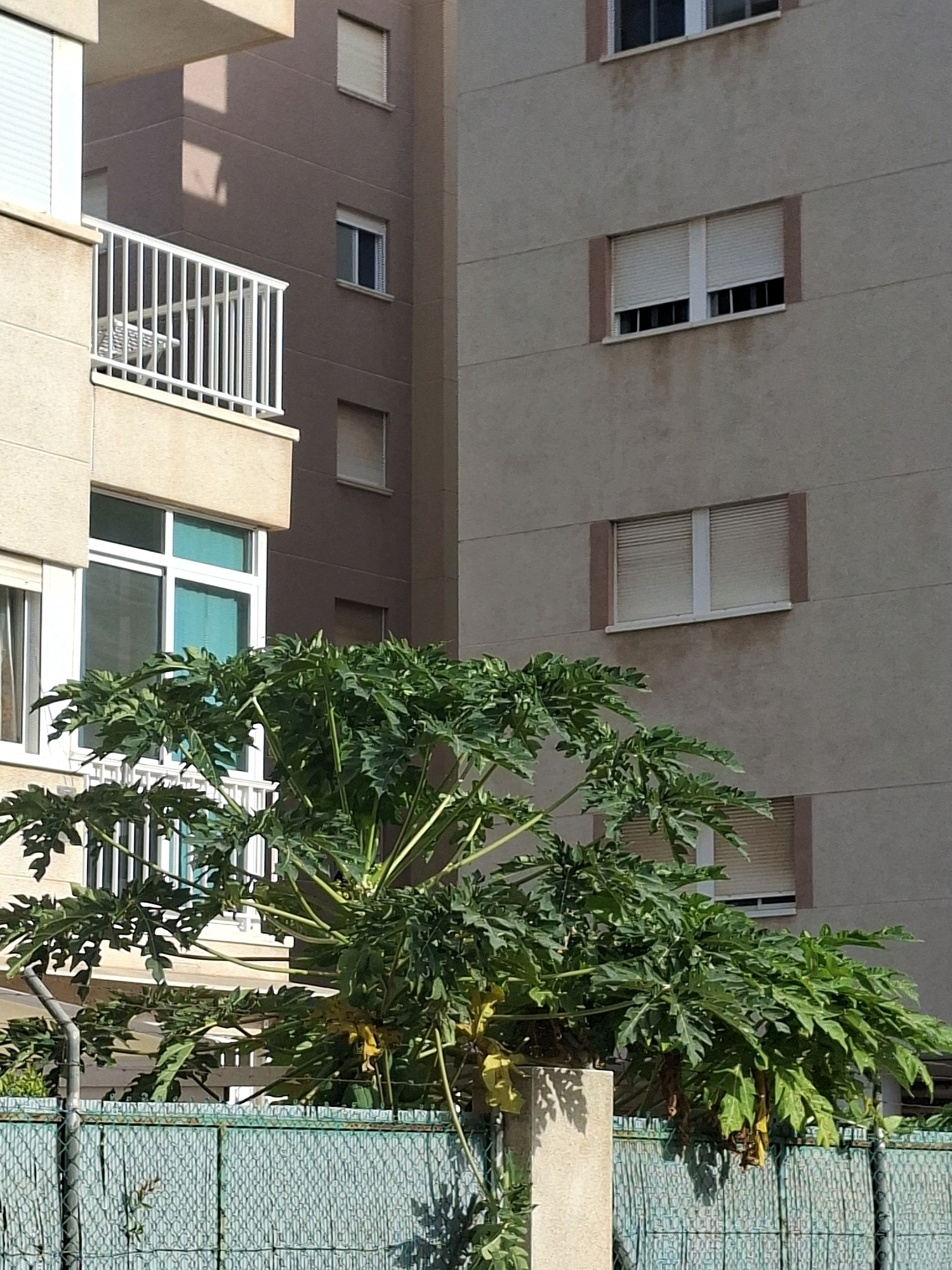 This is a close-up, eye-level outdoor photograph of the facade of two apartment buildings and a lush green tree with large, lobed leaves. The building on the left is light beige, and a white railing from a balcony is visible. This building has a window with teal-colored curtains or blinds. The building on the right is a light gray color and has several windows with closed white roller shutters. A turquoise chain-link fence runs horizontally across the bottom of the frame, with a concrete pillar to its right. The overall lighting suggests it is daytime, with sunlight casting shadows. The scene appears to be in a residential area of Torrevieja, Spain, given the architectural style and vegetation. There are no people visible in the image.