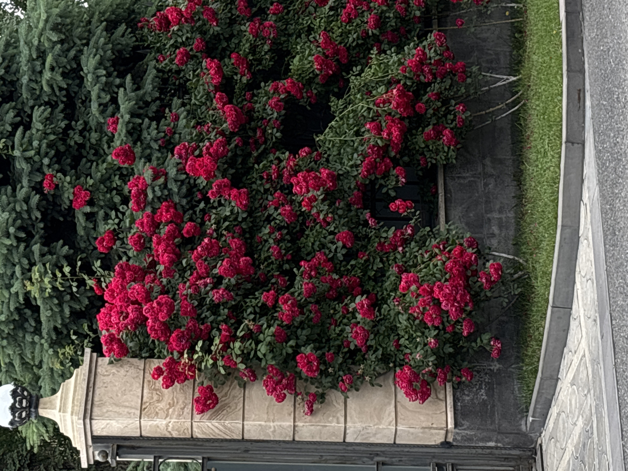 The image depicts a vibrant display of red roses cascading over a stone pillar and a dark grey textured wall. The roses, in full bloom, form dense clusters of velvety petals. Behind the roses, lush green foliage of what appears to be a conifer tree provides a contrasting backdrop. To the left, a portion of an ornate metal gate and the top of a light fixture on the stone pillar are visible. The scene is set against a paved pathway with a decorative pattern, bordered by a gray concrete curb and a strip of green grass. The environment suggests a well-maintained garden or entranceway, possibly in a residential or public area within the city of Yerevan, Armenia. There are no people or animals present in the image, and no specific actions are being depicted beyond the natural growth of the plants. The lighting suggests an overcast day, with soft, diffused light illuminating the scene.