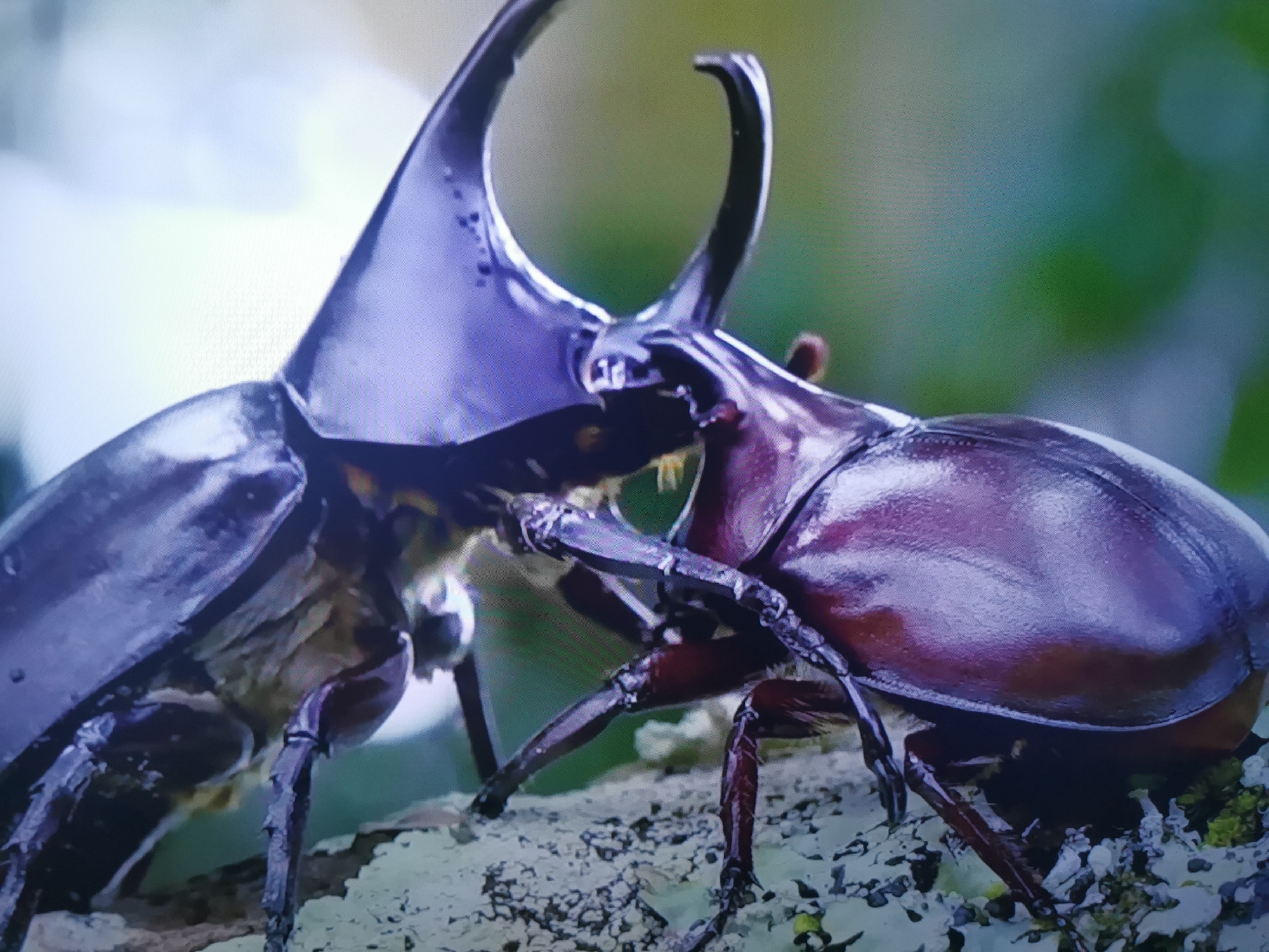 This is a close-up, horizontal shot of two rhinoceros beetles, likely males due to their prominent horns, interacting on a mossy surface. The beetle on the left is dark and appears to be a deep black or dark purple, with a large, curved horn extending upwards and forwards. The beetle on the right is a dark reddish-brown and also has a substantial horn, though it appears to be slightly smaller and more forked at the tip than the other. Their horns are positioned near each other, suggesting a confrontation or an interaction between the two.
The background is softly blurred, with hints of green foliage, suggesting an outdoor, natural setting. The lighting appears to be natural daylight, casting subtle highlights on the beetles' exoskeletons, which have a glossy, iridescent quality. The surface they are on is textured, with patches of light-colored moss and darker lichen, indicating a tree branch or similar natural structure. The depth of field is shallow, emphasizing the beetles and their intricate details, such as their segmented legs and the textures of their carapaces. There is no visible text in the image. The scene evokes a sense of nature's raw power and the intricate details of insect life, possibly depicting a territorial dispute or a form of combat between these impressive insects. The location context of Dnipro, Ukraine, provides a geographical anchor, though the image itself offers no specific visual cues to confirm this particular location.