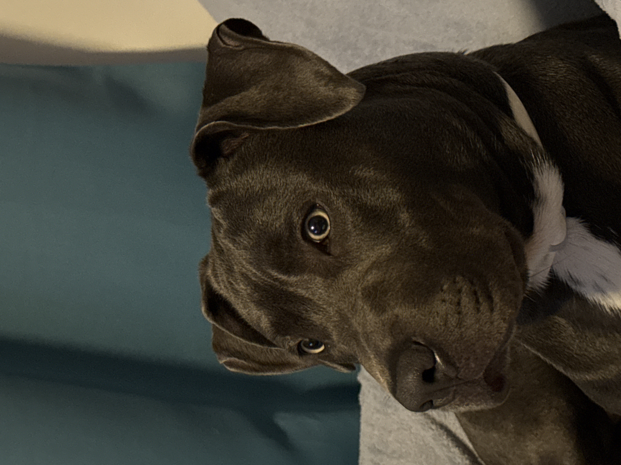 A close-up, angled shot shows the face of a gray dog with floppy ears. One ear is flipped up and the other droops downwards. The dog has a white patch on its chest. The background is a mix of light gray and teal. There is no indication of Varna, Bulgaria, or any other specific location.