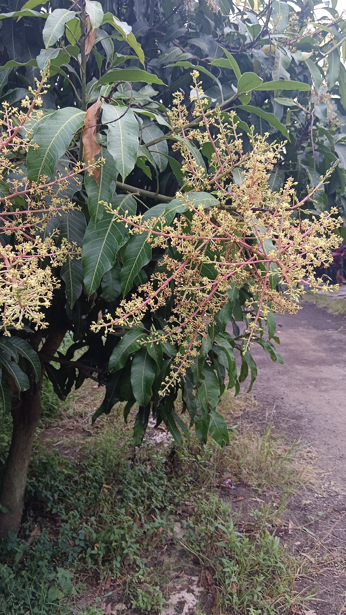 In Kemang, Indonesia, a close-up shot captures a branch of a mango tree in bloom. The focus is on the delicate, pale yellow flowers and their reddish stems, which contrast with the dark green, leathery leaves of the tree. The background reveals a dusty, unpaved path and some sparse, dry vegetation, suggesting an outdoor, possibly rural or suburban setting. The lighting is diffused, indicating it might be an overcast day or late afternoon. No people are visible in the frame.