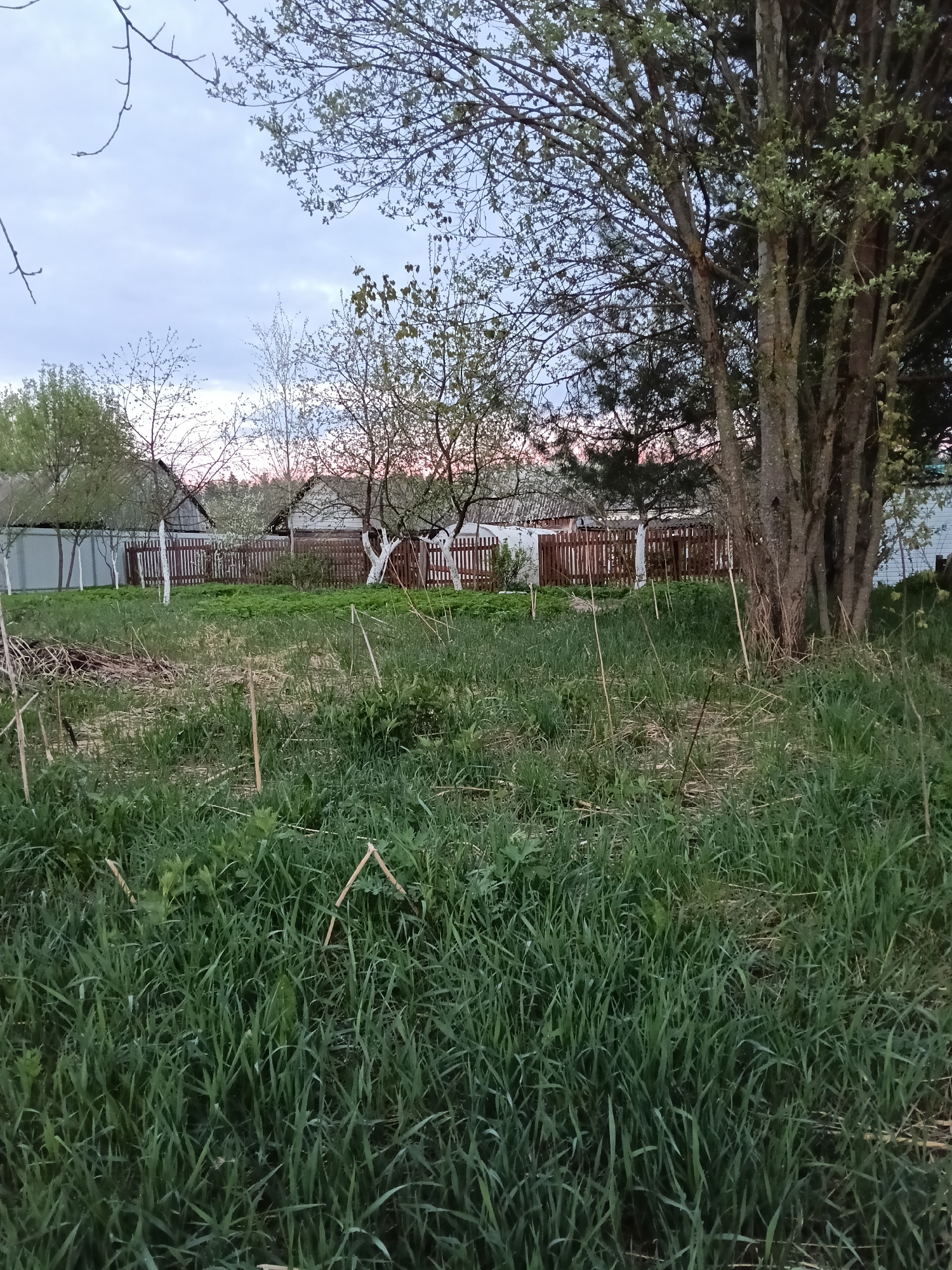 The image shows a grassy field in Красный Маяк, Russia, with a wooden fence and houses in the background. There are trees on the right side of the frame, some with white-painted trunks. The sky is overcast, suggesting either dusk or dawn. The foreground is dominated by long, green grass. Some dried stalks or reeds are also visible among the green grass. The wooden fence is visible in the middle ground, separating the field from residential properties. The houses are simple, one-story structures.