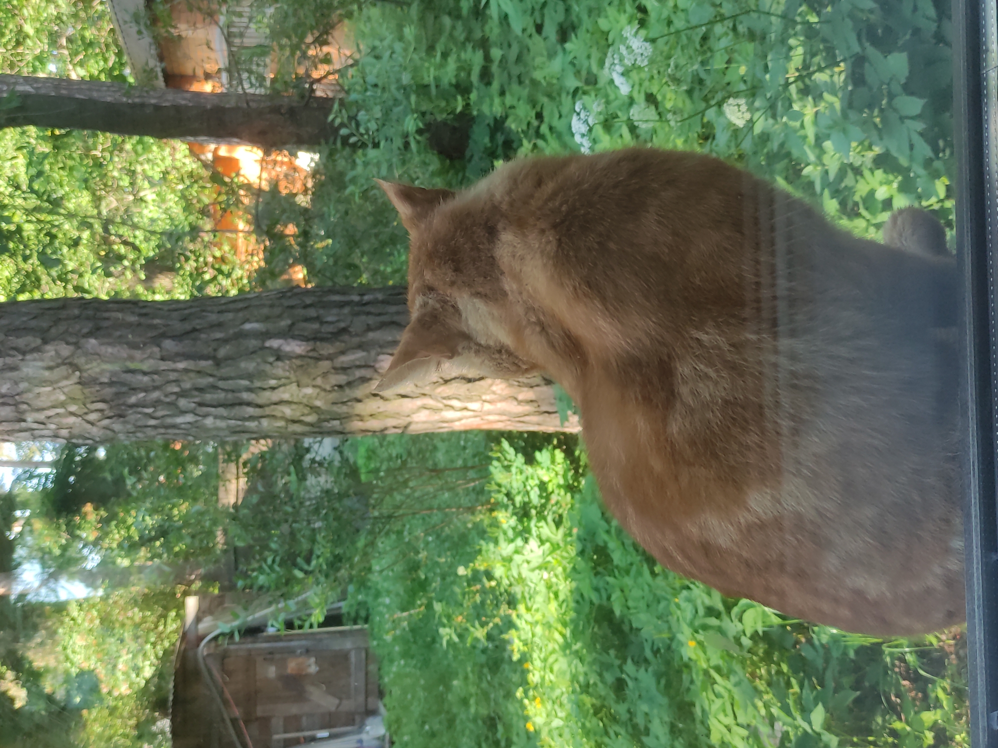 A medium-sized ginger cat is viewed from behind, with its head turned slightly toward the left. The cat is positioned against a glass surface, presumably a window. Outside the window, the scene includes a large tree trunk with detailed bark texture, and an area filled with green foliage consisting of various plants, shrubs, and trees. The lighting suggests a bright day. In the background, there is a glimpse of a building with orange brickwork. A wooden structure with a door, possibly a shed, is also visible among the greenery. The location is indicated as Tomilino, Russia.