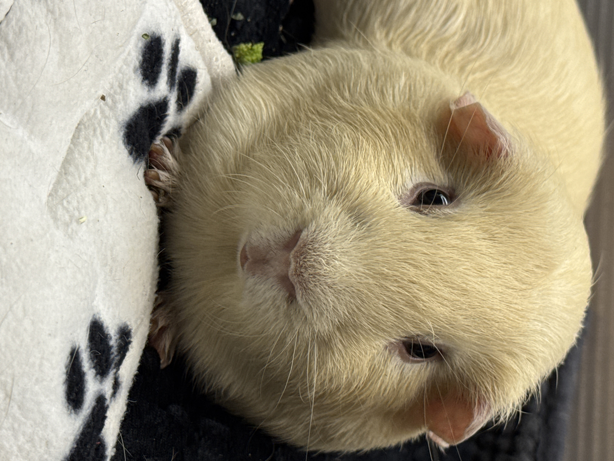 A light tan guinea pig is shown in a close-up, head-on shot. The guinea pig's fur is short and fluffy, and its eyes are dark and round. Its ears are small and pink, and its nose is a lighter shade of tan with pink nostrils. The guinea pig is resting on a white blanket with black paw prints. The background is dark and blurred. There are no people or other animals visible in the image. The location is unknown.