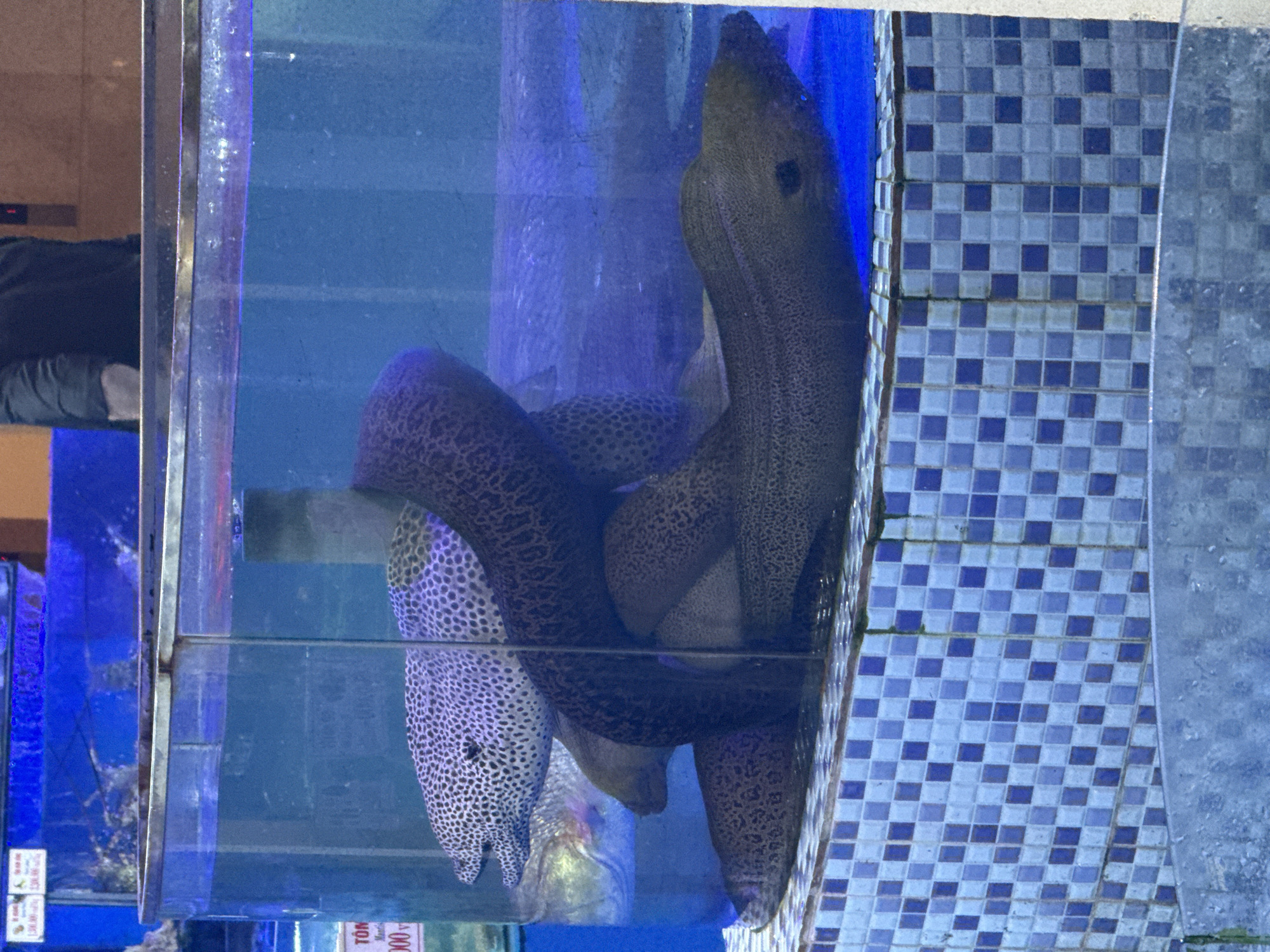 The image shows two moray eels in a glass tank. One eel is mottled brown, and the other is white with black spots. The tank is filled with water and has a blue background. The tank is next to a wall tiled with blue and white squares. The eels appear to be interacting, possibly intertwined. There is a blurred figure of a person reflected in the glass of the tank. The location is likely a seafood restaurant or market in Đà Nẵng, Vietnam.