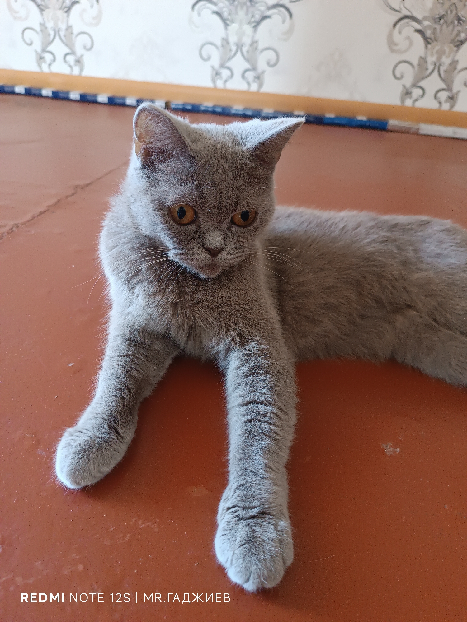 A grey British Shorthair cat is lying on a reddish-brown floor in what appears to be a residential interior. The cat is facing the camera with its front paws extended forward. The background shows a wall with a patterned wallpaper and a blue and white striped trim along the top. The scene is indoors, likely in a home. The image includes a watermark in the bottom left corner that reads "REDMI NOTE 12S | MR.ГАДЖИЕВ". The location of Borsunlu, Azerbaijan is not evident from the visual information provided in the image.