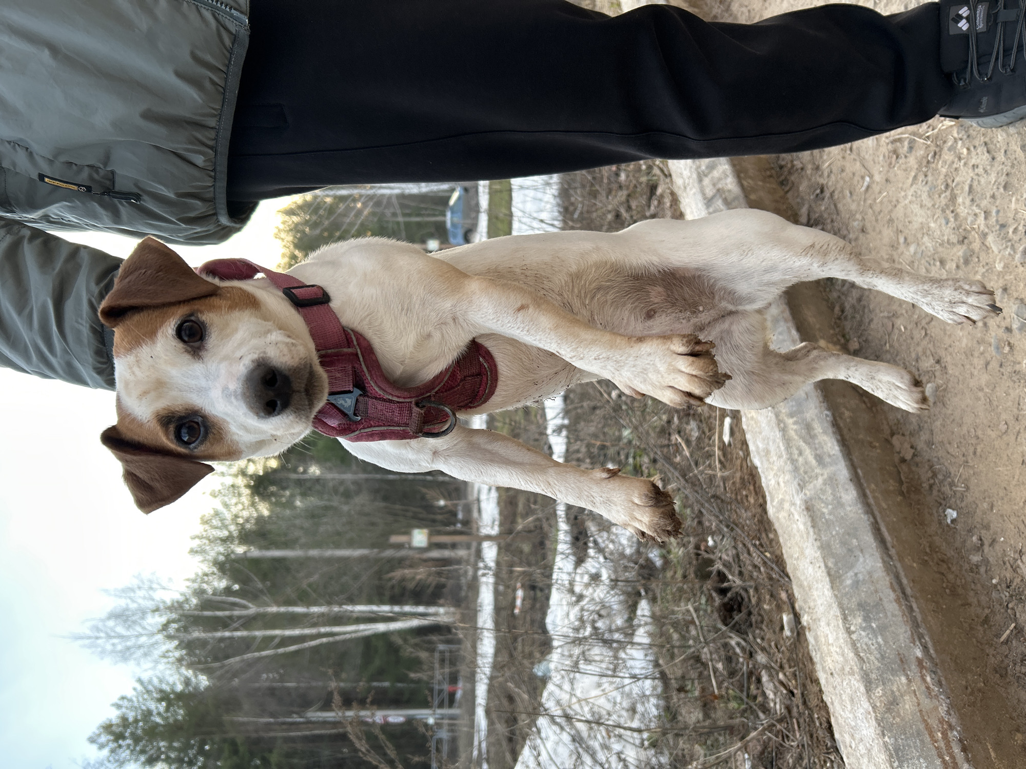 A dog wearing a red harness is standing on its hind legs. The dog's front paws are muddy. The dog is positioned between the legs of a person wearing black pants and a green jacket. The background consists of a dirt path, trees, and patches of snow. The location is the city of Chaikovsky, Russia.