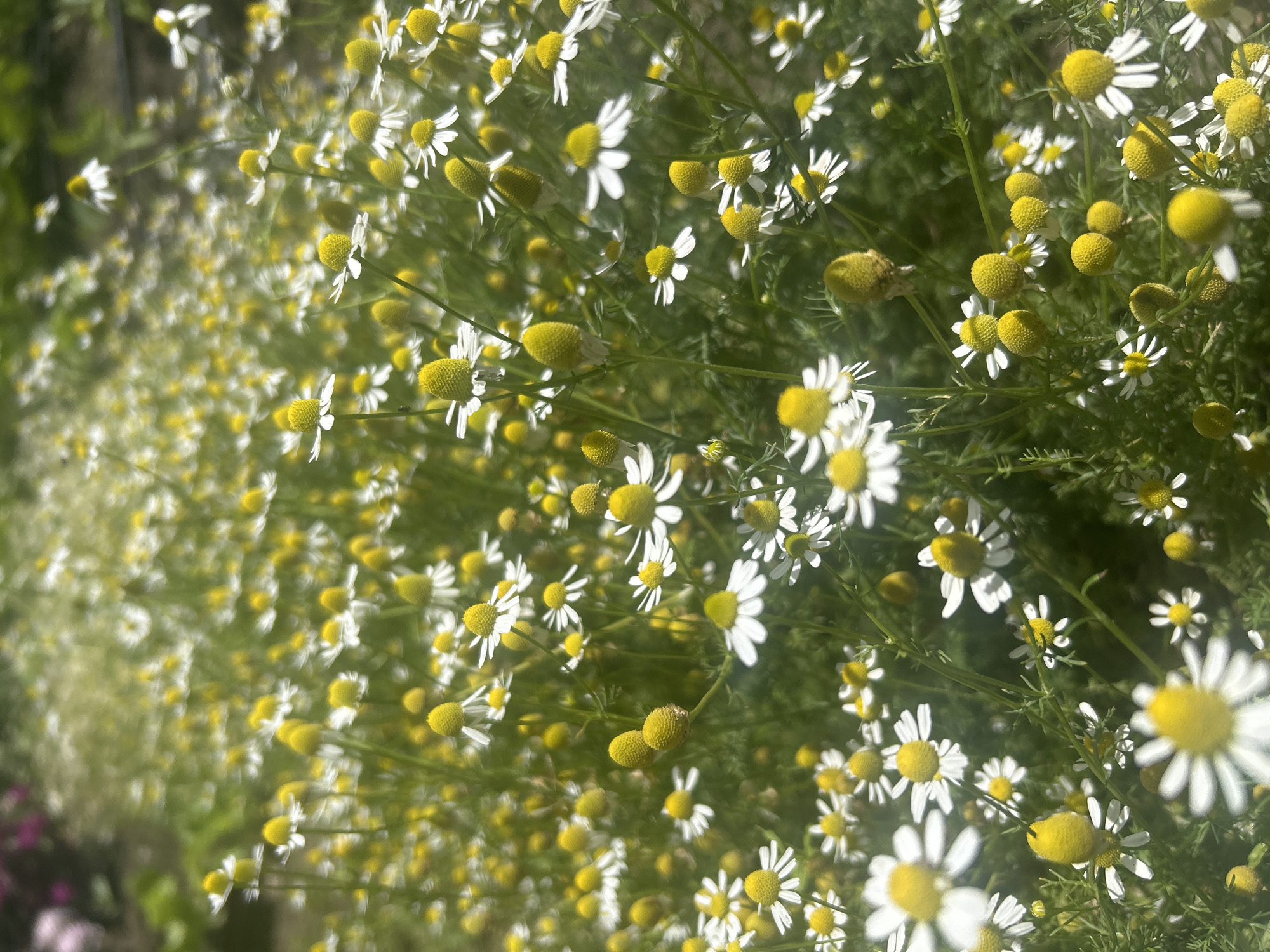 The image displays a dense, verdant field of blooming chamomile flowers (likely *Matricaria chamomilla*) situated in Gorsko Ablanovo, Bulgaria, under bright natural daylight. Thousands of individual chamomile plants are visible, characterized by their numerous white ray florets (petals) surrounding prominent, vibrant yellow, conical to hemispherical central disc florets. The flowers are depicted in various stages of maturity; some are fully open with distinct white petals, while others appear as tightly clustered yellow buds or partially opened flowers with fewer visible petals. The slender, finely dissected green foliage of the chamomile plants forms a dense undergrowth throughout the scene. The composition utilizes a shallow depth of field, with flowers in the mid-ground sharply focused, rendering elements in the immediate foreground and the distant background softly blurred. The lighting is bright and even, highlighting the white and yellow floral elements against the deep green foliage. No human figures, animals, or man-made objects are present within the frame.