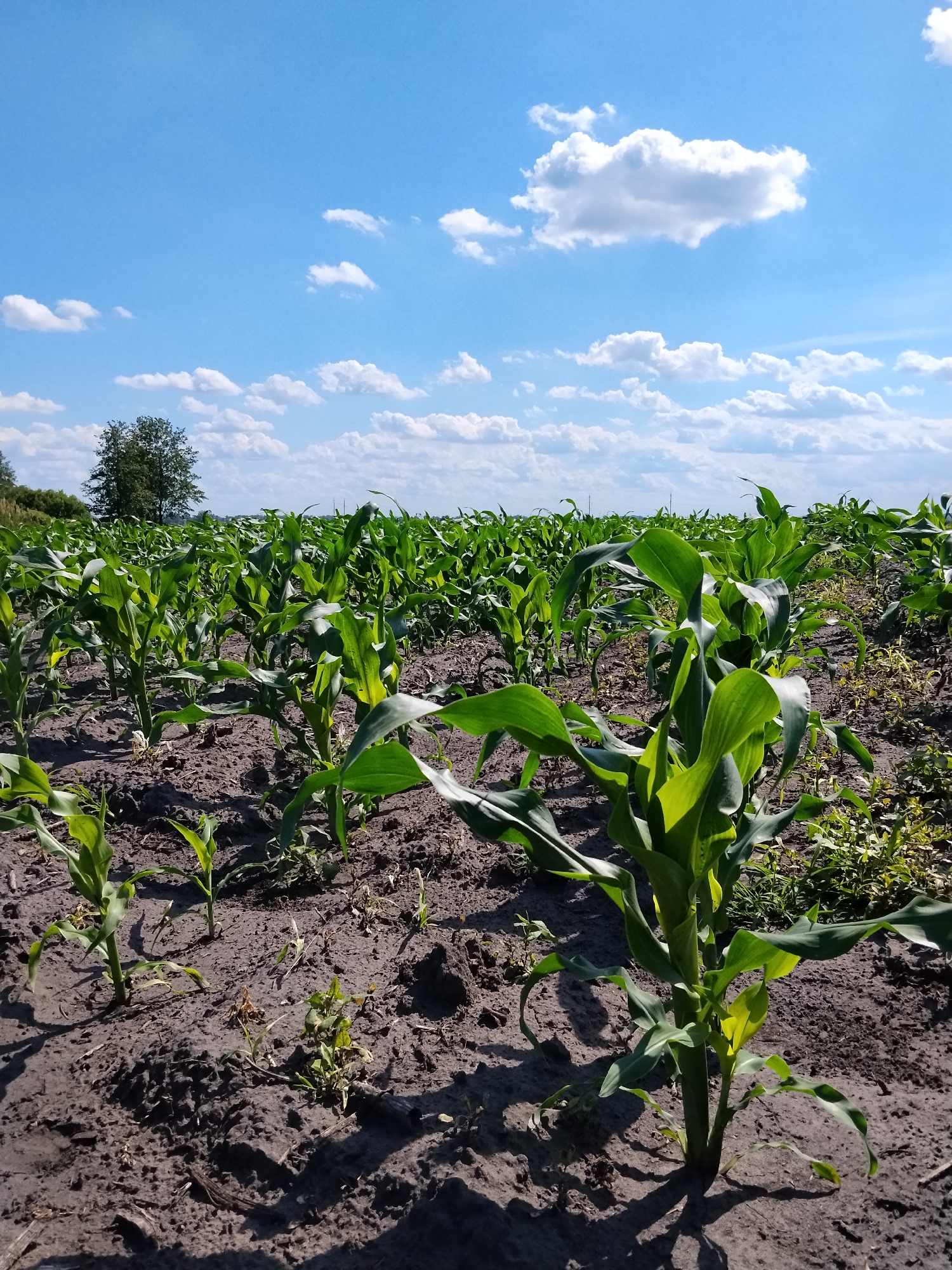 This image depicts a field of young corn plants under a bright blue sky with scattered white clouds. The corn stalks are green and relatively short, indicating they are in an early stage of growth. They are planted in dark soil, with some dry, withered vegetation visible among the rows. In the background, a solitary tree stands against the horizon, and beyond that, a line of trees suggests the edge of the field or a distant forest. The perspective is low, looking up at the sky and across the rows of corn. The scene is likely a rural agricultural setting.