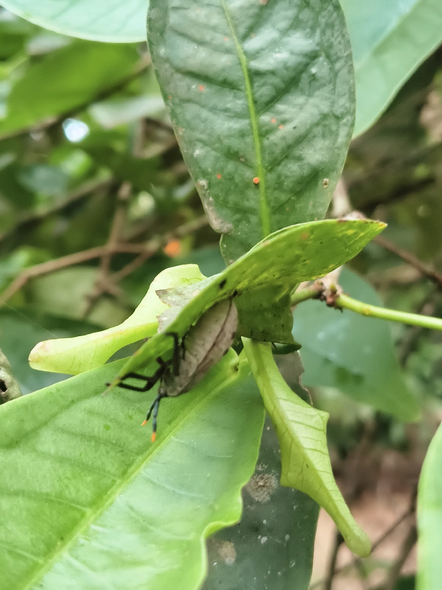 A close-up, eye-level shot shows an insect on a cluster of green leaves. The insect, which appears to be a stink bug, is greyish-brown with black legs that have orange tips. It is positioned on the underside of a lighter green leaf, with its body mostly concealed by the leaf's curvature. The background is filled with out-of-focus green foliage, suggesting a natural outdoor environment. The lighting is soft, indicating it could be a cloudy day or the area is shaded. The overall scene is one of natural biodiversity found in a place like Alattuchira, India.