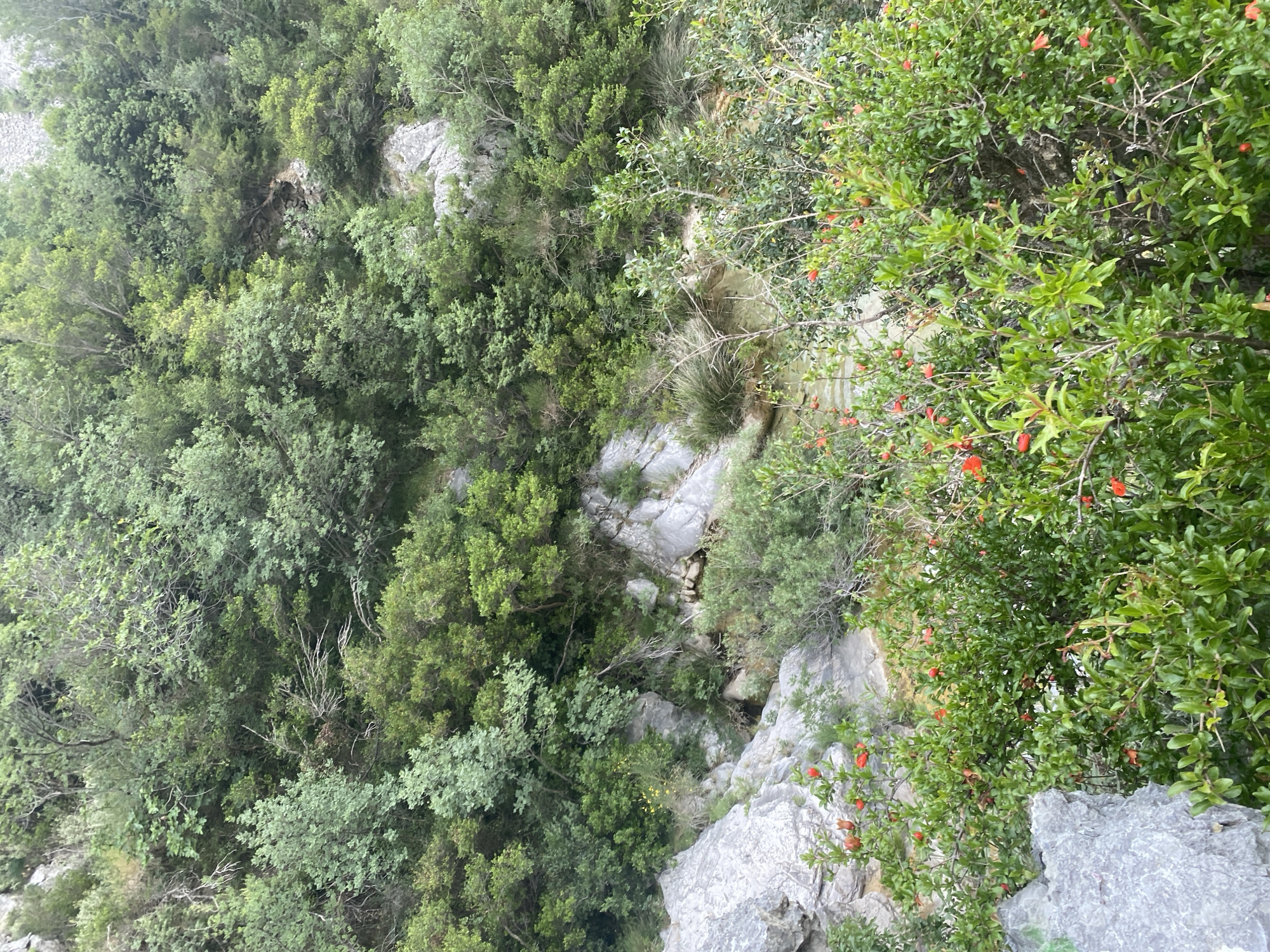 The image captures a downward-looking perspective into a steep, lush, and rocky gorge or ravine in Zupci, Montenegro. The scene is densely covered with a variety of green vegetation and prominent grey rock formations.
In the foreground, particularly on the right side, there is a vibrant green shrub or small tree adorned with numerous bright red-orange, bud-like flowers or developing fruits, characteristic of a pomegranate plant. Its branches extend slightly into the frame, over a rocky edge. Deeper into the gorge, the slopes and bottom are blanketed by a thick canopy of diverse trees and bushes, showcasing various shades of green foliage.
Interspersed among the greenery are exposed sections of rugged, grey rock, forming cliffs, outcrops, and scattered boulders. These rocks suggest a steep and uneven terrain, with crevices and depressions visible. The depth of the gorge is evident from the layered appearance of the vegetation and rocks receding into the background.
The lighting appears soft and diffused, indicating an overcast day or indirect sunlight, as there are no harsh shadows across the landscape. The overall atmosphere is one of serene natural wilderness. There are no visible people, animals, or man-made objects within the frame, emphasizing the untouched quality of the environment.