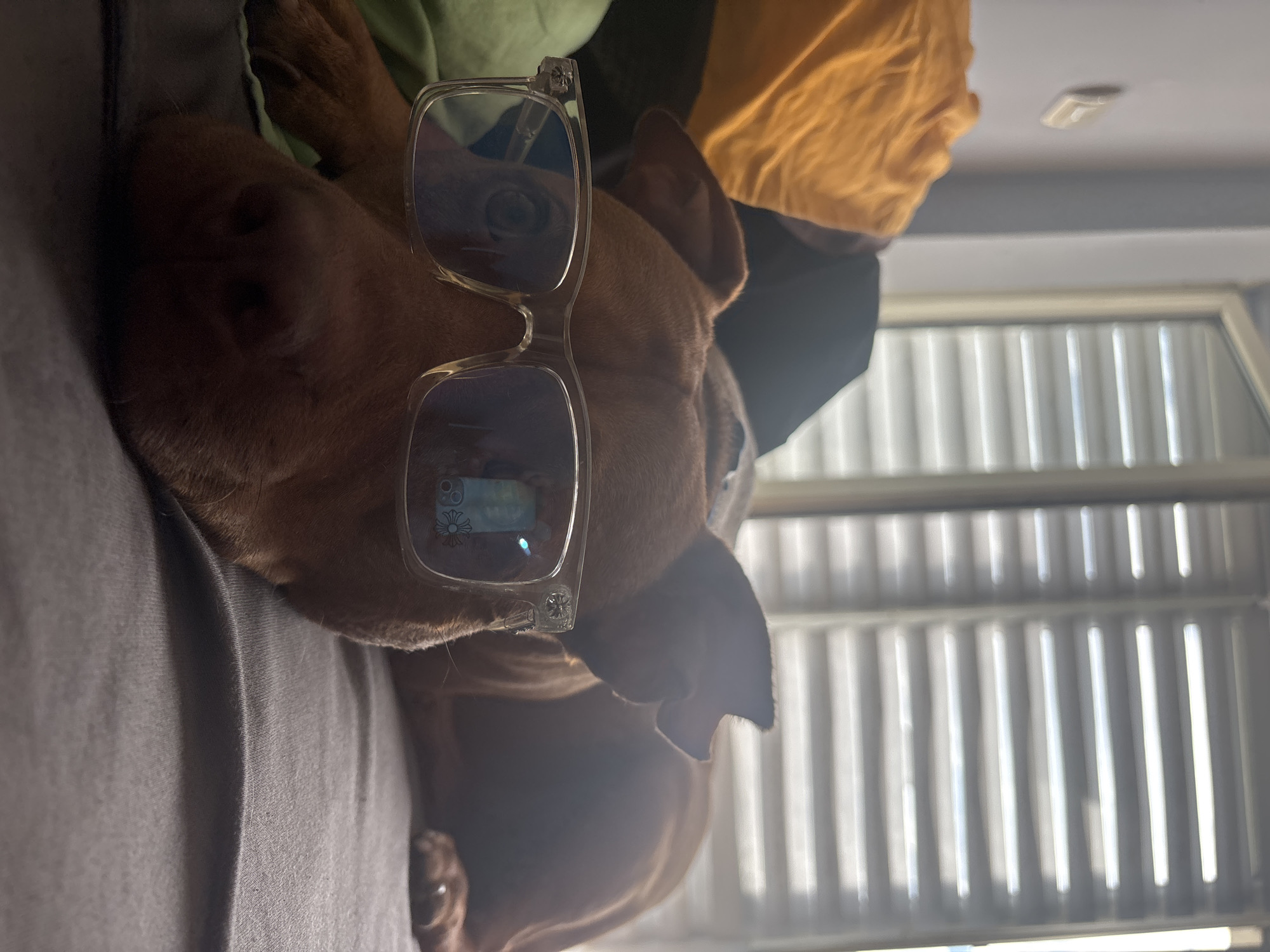 A brown-furred dog, likely a pitbull or similar breed, is seen in a close-up shot, lying on its side on a gray upholstered surface. The dog's head is turned towards the left side of the frame, and it is humorously wearing clear-framed glasses with blue-tinted lenses, which rest on its snout and partially obscure its eyes.
Prominent reflections are visible in the lenses of the glasses. In the lens over the dog's left eye (viewer's right), a distinct symbol resembling a floral camera icon is reflected, possibly from a smartphone screen. In the lens over the dog's right eye (viewer's left), a cross-like symbol, consistent with a Chrome Hearts design, is clearly reflected.
The background reveals an indoor setting, illuminated by bright natural light streaming through a window fitted with vertical blinds, which casts patterns of light and shadow. Above the window, a white ceiling with a small, rectangular light fixture is visible. Portions of green and yellow/orange fabrics are also present in the upper background, suggesting other soft furnishings. The overall image portrays a serene, daytime scene, with the dog appearing calm and resting, adding a playful element with the glasses.