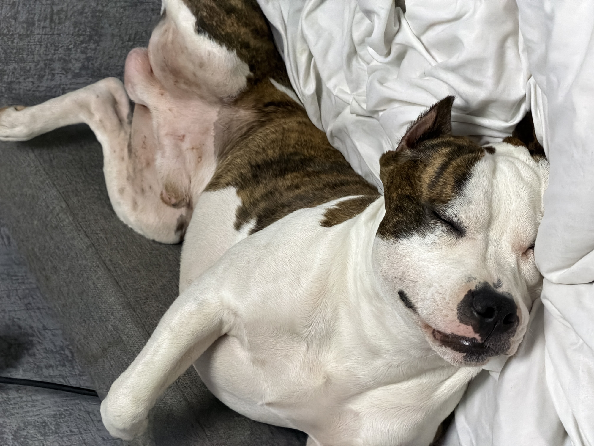 A brindle and white dog is lying on its back on a white blanket, its legs in the air, on a gray sofa. The dog is sleeping soundly with its eyes closed and its tongue slightly out. The dog's fur is short and smooth, and it has a broad head with a black nose and floppy ears. The background is out of focus, but it appears to be an indoor setting with a sofa and a blanket. This scene is not specific to any location in Tuapse, Russia.