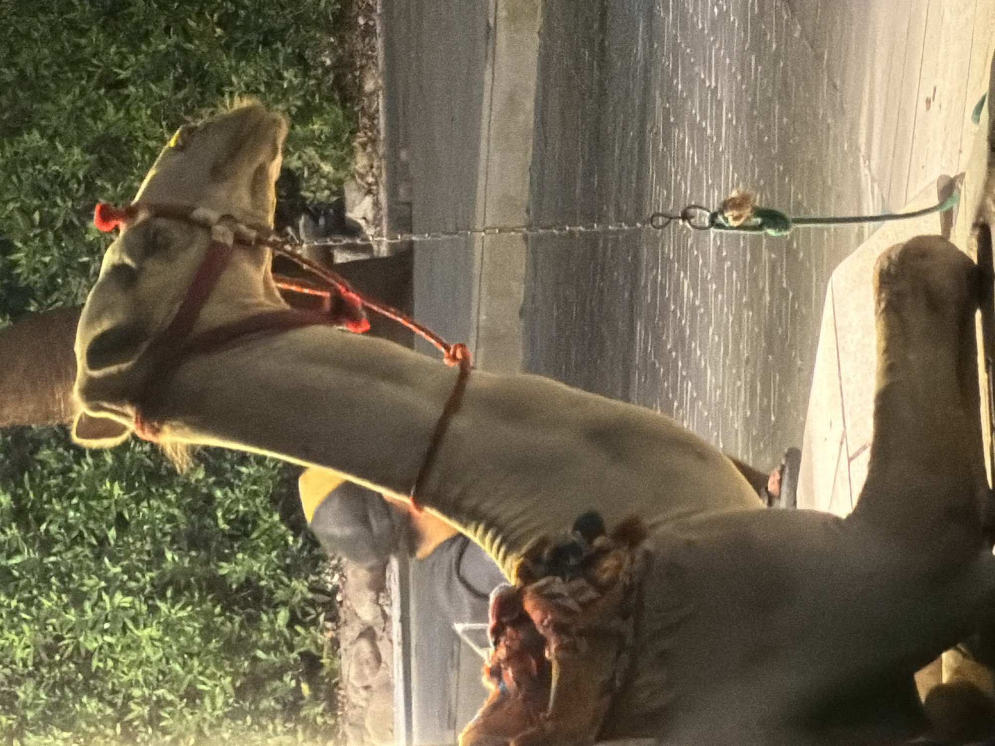 A camel is in the foreground, facing right, with its head and neck clearly visible. The camel is wearing a red halter with a small red tassel on its head. A red rope is tied around its neck. The camel's front leg and part of its body are also visible, showing what appears to be a saddle with red and brown coverings. Behind the camel, a person is visible from the shoulders up, wearing a yellow and black head covering. The background consists of dense green foliage, a paved area, and some rocky landscaping. A metal chain hangs from somewhere above, with a green rope and a small object attached to its end. The lighting suggests it is evening or night.