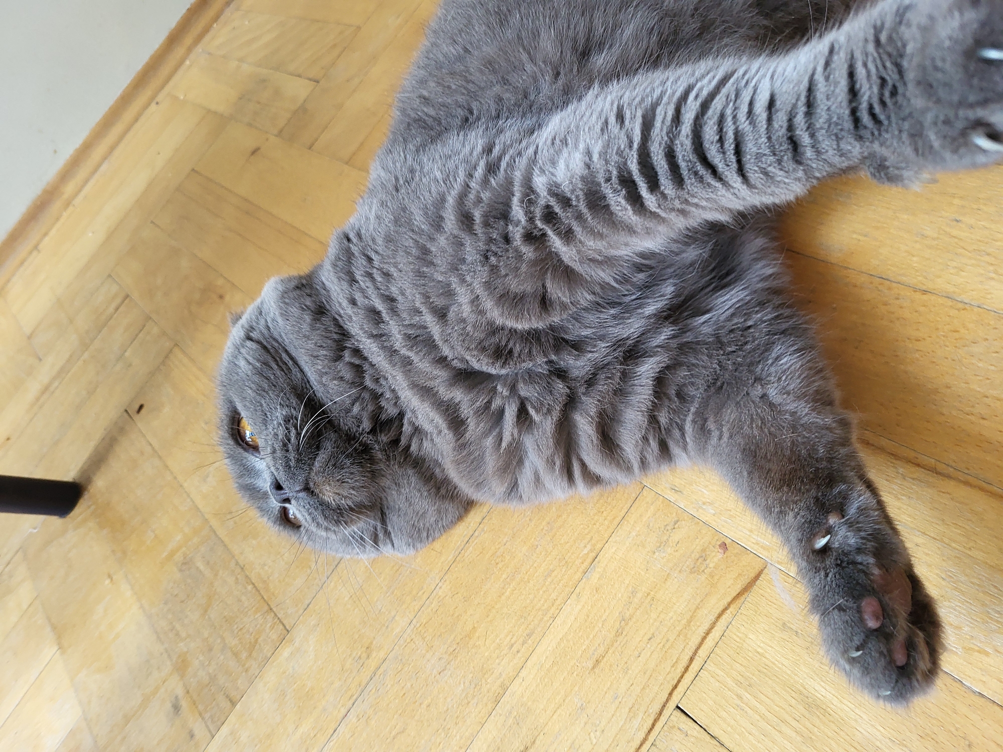 A close-up shot shows a gray cat lying on its back on a wooden floor. The cat is a Scottish Fold, with its ears folded forward. Its fur is thick and soft, with subtle tabby markings visible. The cat's eyes are open and appear to be a bright amber color. Its paws are relaxed, with claws slightly extended on the visible paw. The wooden floor has a parquet pattern and appears to be well-worn. The lighting suggests it is daytime, and the scene is indoors, likely in a home. There is no visible text in the image.