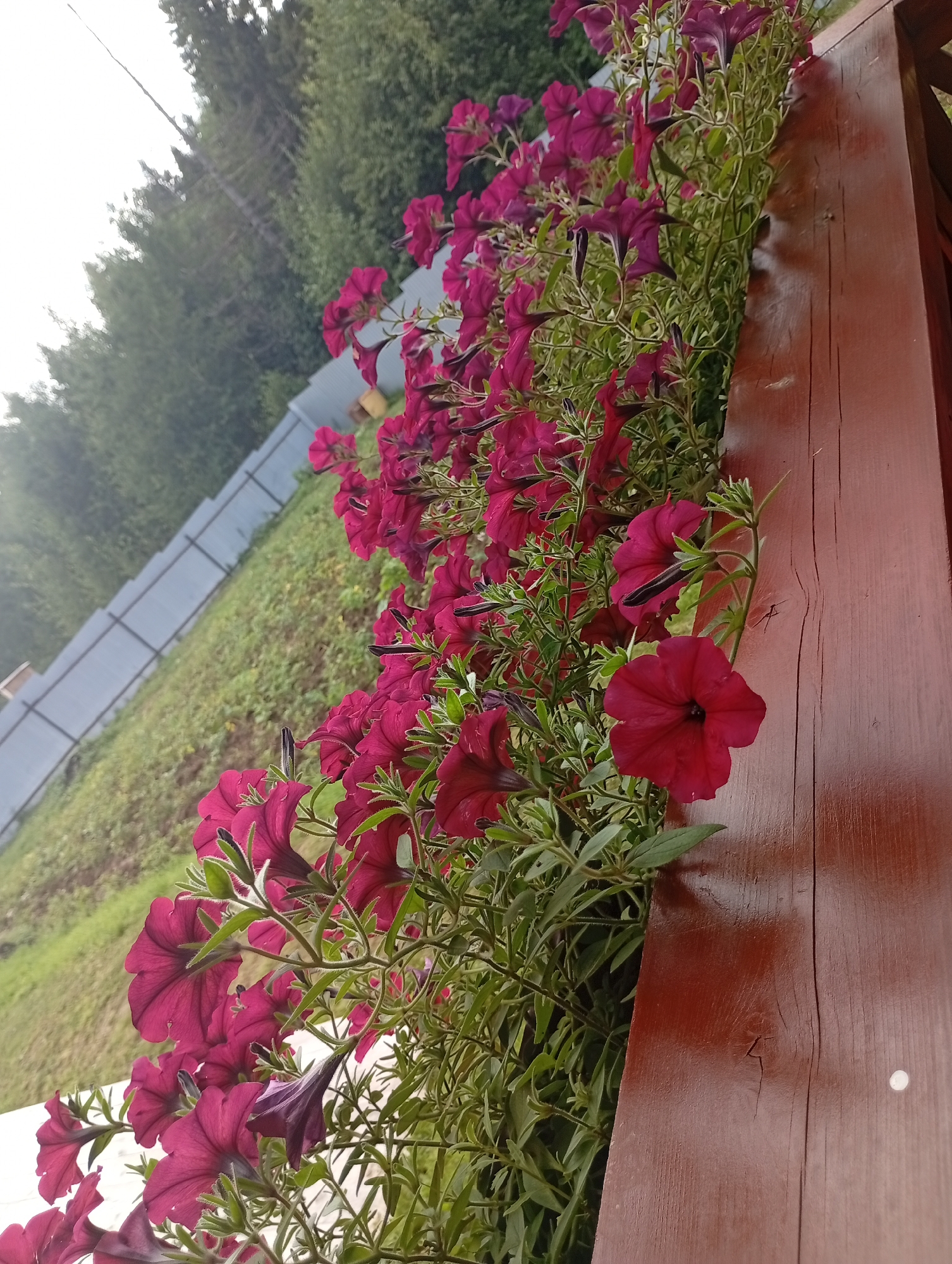 In the village of Varankiny, Russia, a close-up, downward-angled shot captures a vibrant display of dark pink petunias cascading from a wooden planter box. The rich, velvety petals contrast with the weathered, reddish-brown wood of the planter's edge, which occupies the right side of the frame. Green foliage and stems intermingle with the blossoms, creating a lush, overflowing effect.
In the background, a gray metal fence runs diagonally across a gently sloping green grassy area. Beyond the fence, a dense line of dark green trees forms the horizon under an overcast sky. The lighting is diffused, suggesting an outdoor setting, possibly during a cloudy day or early morning. No people are visible in the scene. The image is sharply focused on the flowers and the planter, with the background slightly blurred.