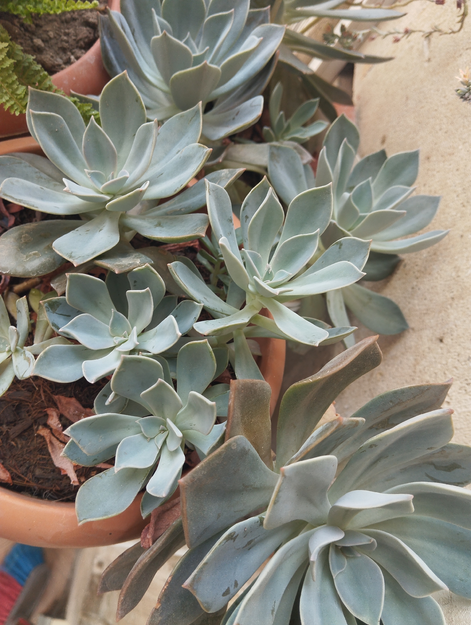 The image shows a close-up, overhead view of several Echeveria succulents planted in a terracotta pot. The succulents have thick, fleshy, pale green leaves that form rosettes. The pot is partially visible, made of orange clay. The background consists of a textured, light beige wall and some brown soil with dried leaves. There is no indication of the city of Baku, Azerbaijan, or any people, actions, or interactions.