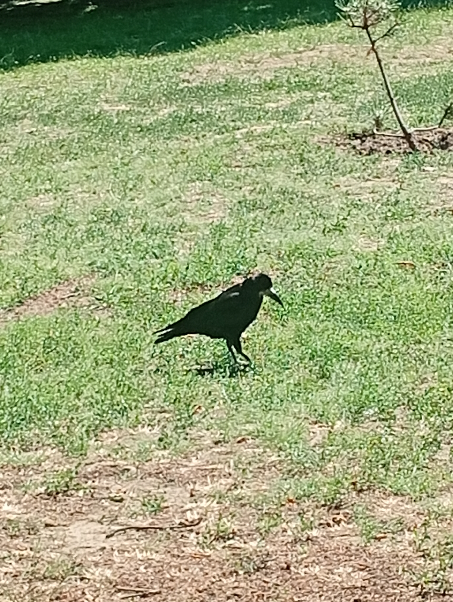 A black bird with a curved beak stands on a grassy area. The bird is in profile, facing left, with its body angled slightly away from the viewer. Its wings are tucked in, and its legs are visible. The ground is covered in short, green grass with some patches of bare soil and fallen leaves. In the background, there is a thin, bare branch extending upwards from the ground. The scene appears to be outdoors, possibly in a park or garden. The overall impression is of a natural, outdoor setting. The image does not provide information about the location in the city of Pokrov, Ukraine.