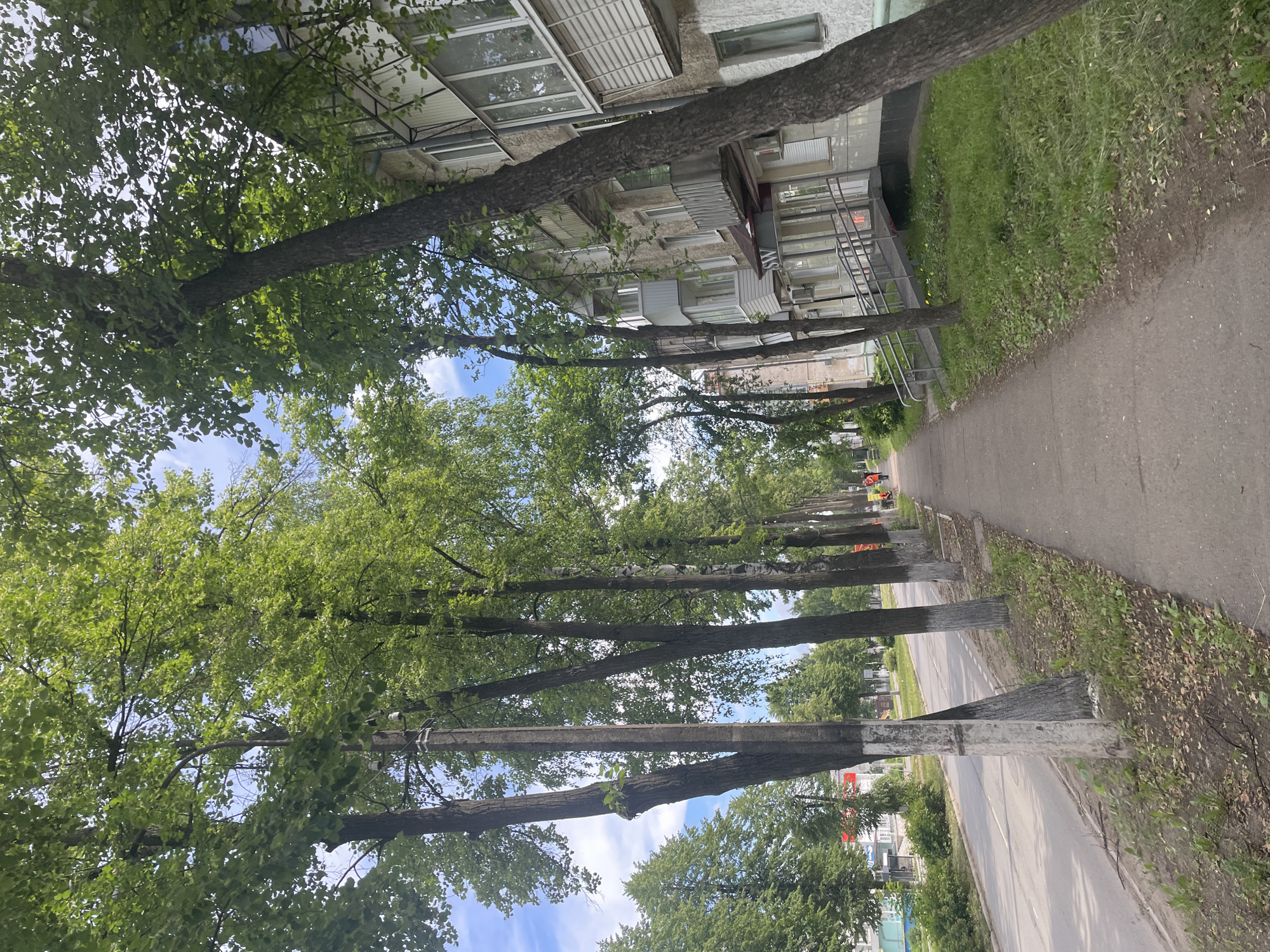 The image depicts a residential street in Chaikovsky, Russia, lined with mature trees. A paved sidewalk runs parallel to the street, bordered by grassy areas and several apartment buildings on the right. The buildings appear to be multi-story, with balconies and windows visible. The trees, with their full green foliage, create a canopy over the sidewalk and partially obscure the sky. The street itself is asphalt, with a white line marking its edge. In the distance, a few individuals can be seen walking along the sidewalk, and a traffic light is visible. The scene suggests a typical summer day in a moderately urban environment.