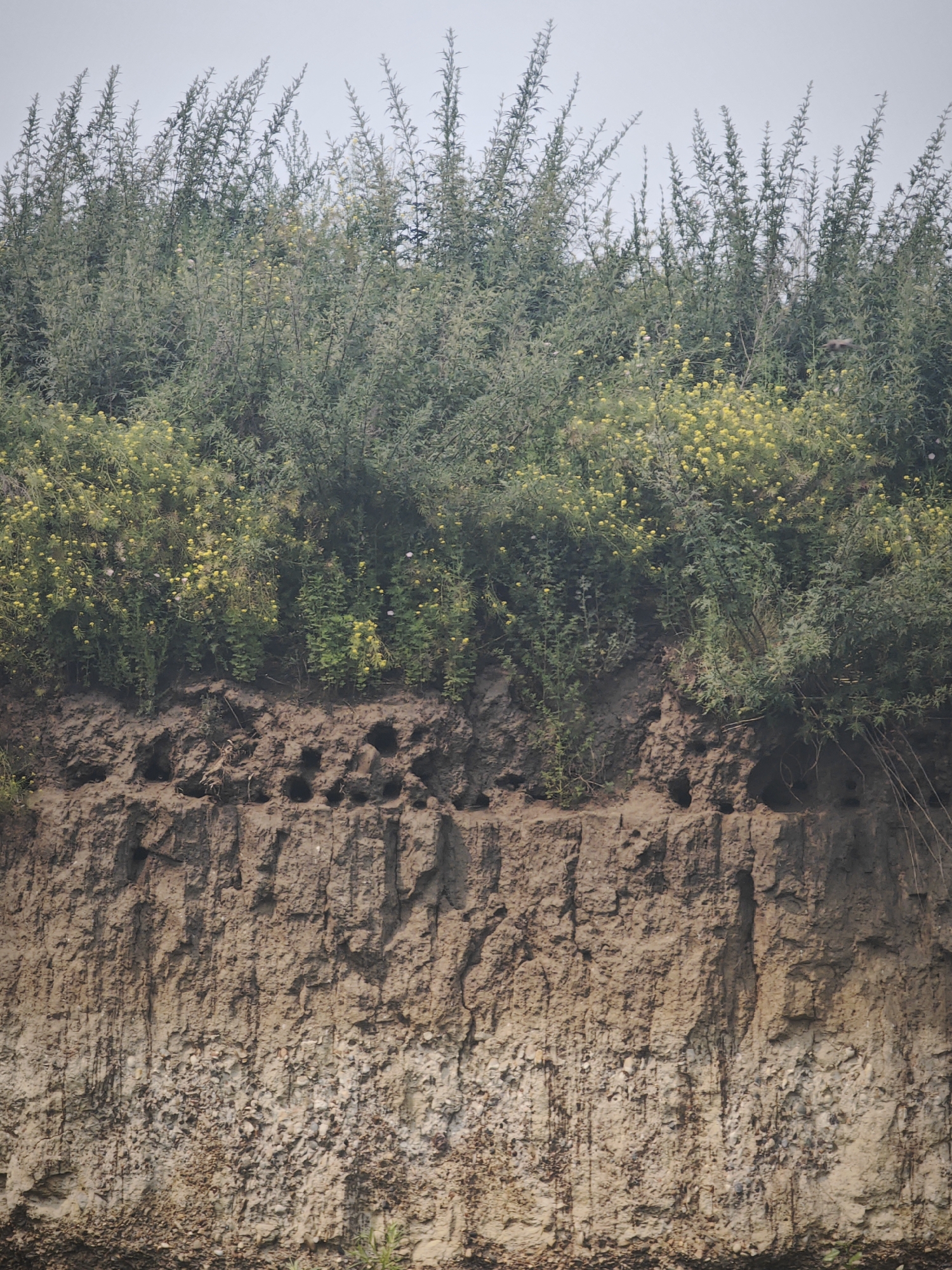 The image depicts a natural embankment with vegetation. The top of the embankment is covered in dense green foliage, with some smaller yellow flowers interspersed. Below the foliage, the embankment is composed of layered soil, showing evidence of erosion. Numerous holes, likely animal burrows or nesting sites, are visible in the soil layer. The lower portion of the embankment is a mix of soil and small stones, indicating different geological strata. The background is a hazy, light-colored sky. No people or man-made structures are present in the image. The scene is consistent with a riverbank or a cutaway in a natural landscape.