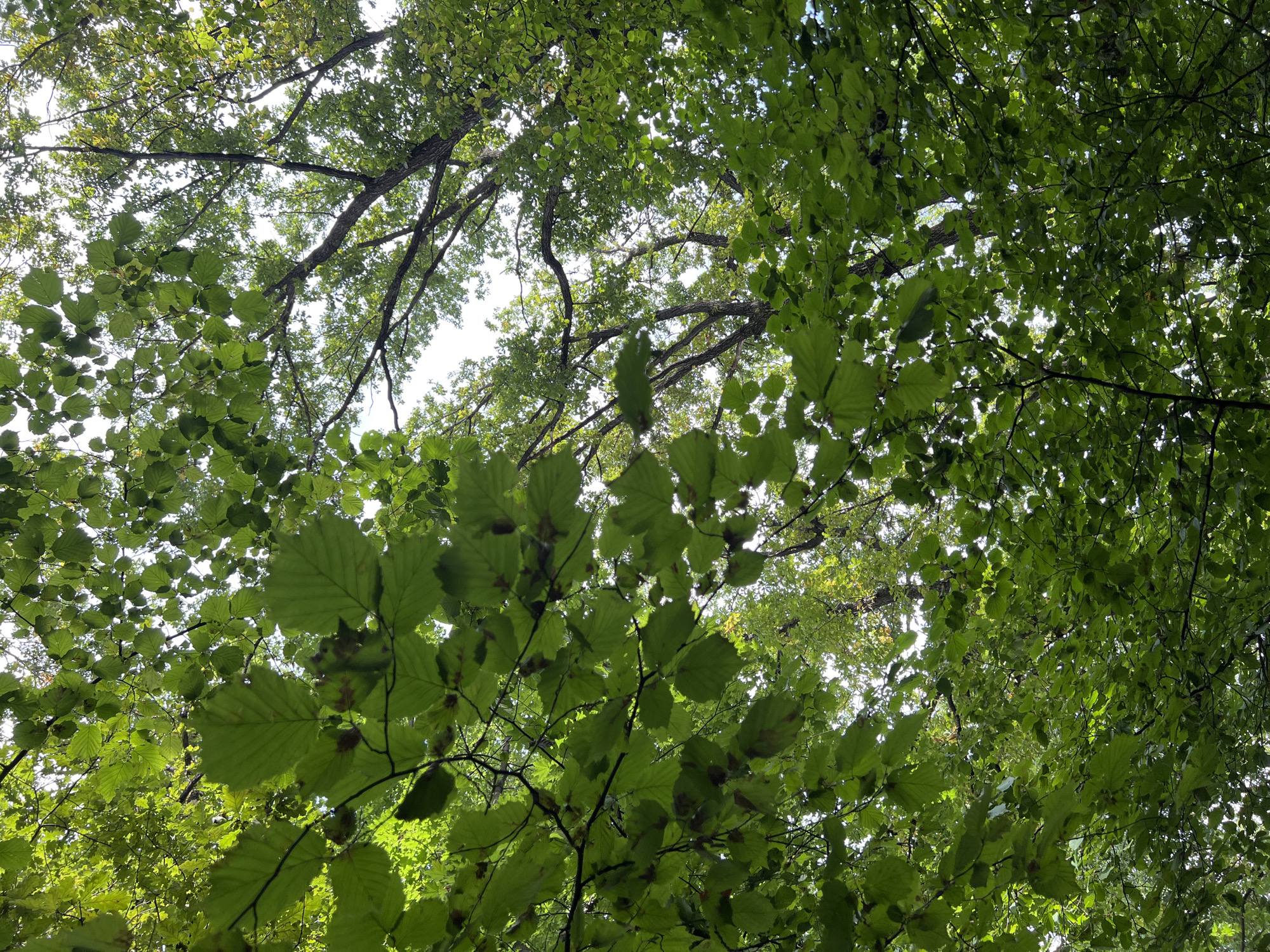 An upward-facing, low-angle shot captures a dense canopy of green leaves and tree branches against a bright sky. The foliage appears lush and healthy, with sunlight filtering through the leaves, creating a dappled effect. The image depicts a natural environment, likely a park or forest, within the city of Moscow, Russia. The absence of any visible structures, people, or man-made objects suggests a tranquil, natural setting. The scene is dominated by various shades of green from the leaves, with the sky providing a bright contrast.