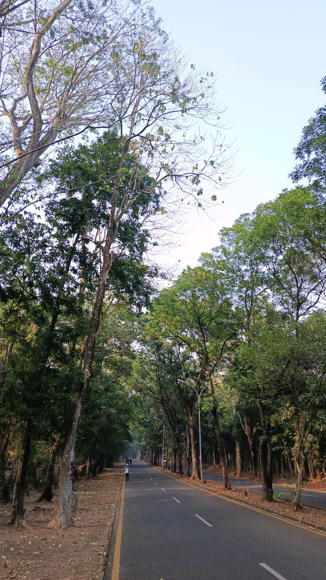 An asphalt road lined with tall trees on both sides stretches into the distance in South Jakarta, Indonesia. The road has a yellow line marking the edge on the left and white dashed lines indicating lanes. A person is seen cycling in the left lane, heading away from the camera. The trees are dense and green, with some branches appearing bare. The sky above is clear and light blue, suggesting it is daytime. The ground beside the road is covered with fallen leaves and dirt. Lampposts are visible along the right side of the road.