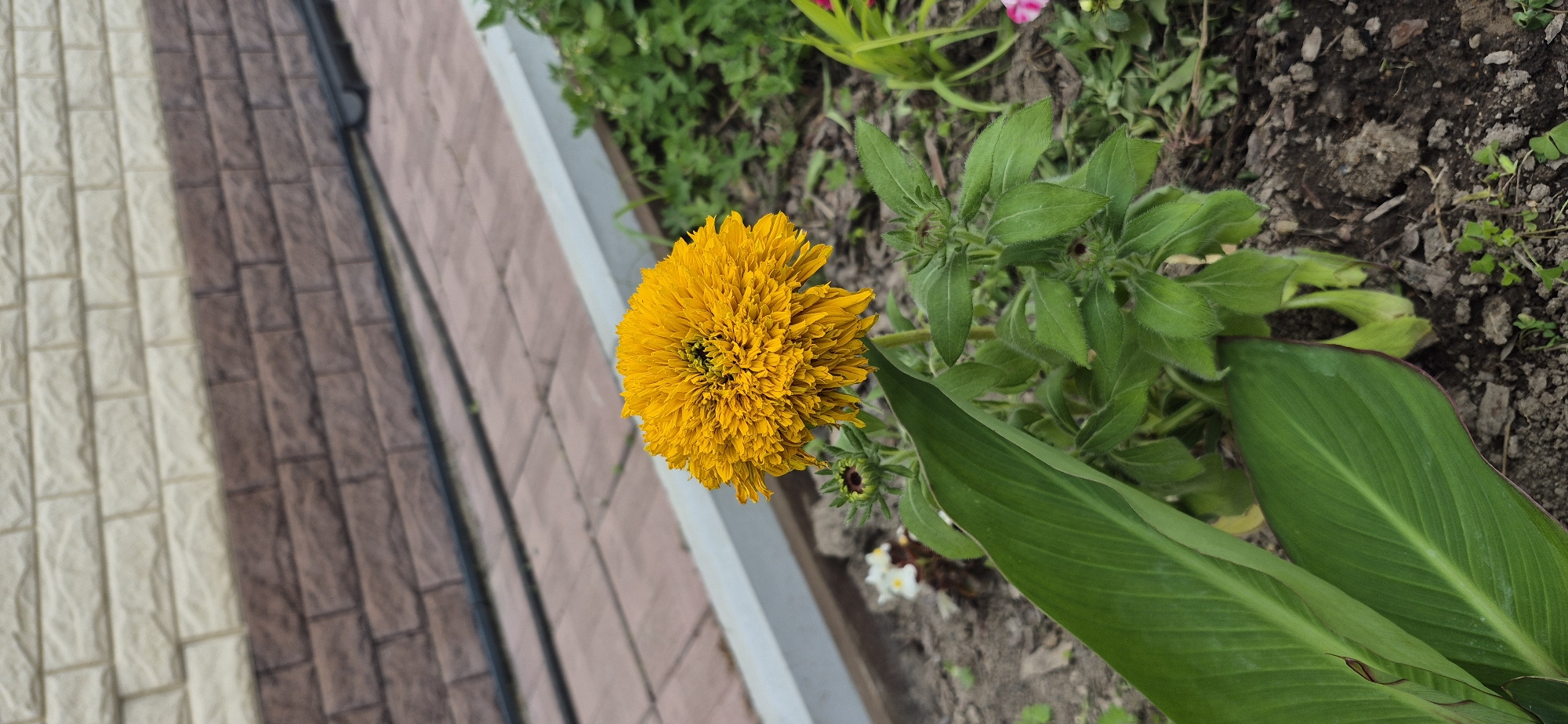In the foreground of the image, a vibrant yellow, fluffy flower blooms, its petals densely packed and layered. The flower is the central subject and occupies a significant portion of the frame. To the left of the flower, a large, glossy green leaf with a dark purple edge extends upwards, partially obscuring the flower's stem. The plant has several green, leafy stems, some of which have unopened buds. The ground beneath the plant is covered in dark soil, with some scattered organic matter and small green weeds.
In the background, a brick wall is visible, constructed with alternating rows of cream and reddish-brown bricks. A black hose or cable runs horizontally across the wall and the ground in front of it. The ground in front of the wall is paved with light brown square tiles, arranged in a pattern. A light-colored border runs along the edge of the tiled area, separating it from the garden bed. To the right of the main flower, more green foliage and hints of other flowers, including a pink one, are visible. The overall scene appears to be an outdoor garden setting, possibly a residential area or park. The lighting suggests it is daytime. There are no people or animals present in the image.