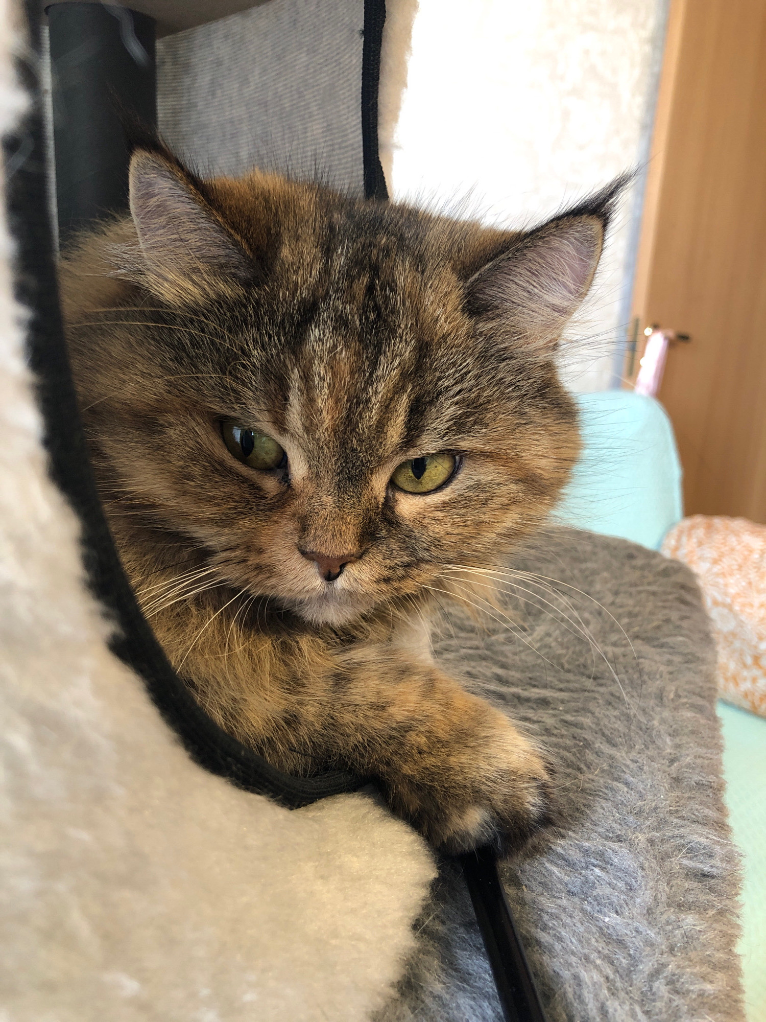 The image is a close-up, eye-level shot of a calico cat lying down on a textured grey surface. The cat's fur is a mix of brown, black, and orange tabby markings. Its eyes are green and are looking directly at the camera with a slightly squinted expression. The cat's left ear is visible and is pointed upwards, while its right ear is mostly hidden by its fur. The cat's paw is resting on the surface in front of it. The background is blurred, but appears to be an indoor setting with a light-colored wall and a wooden door. There is also a hint of a light blue and orange patterned object in the background. The image appears to have been taken in the city of Vsevolozhsk, Russia, though no specific landmarks or indicators of this location are visible in the photograph itself.