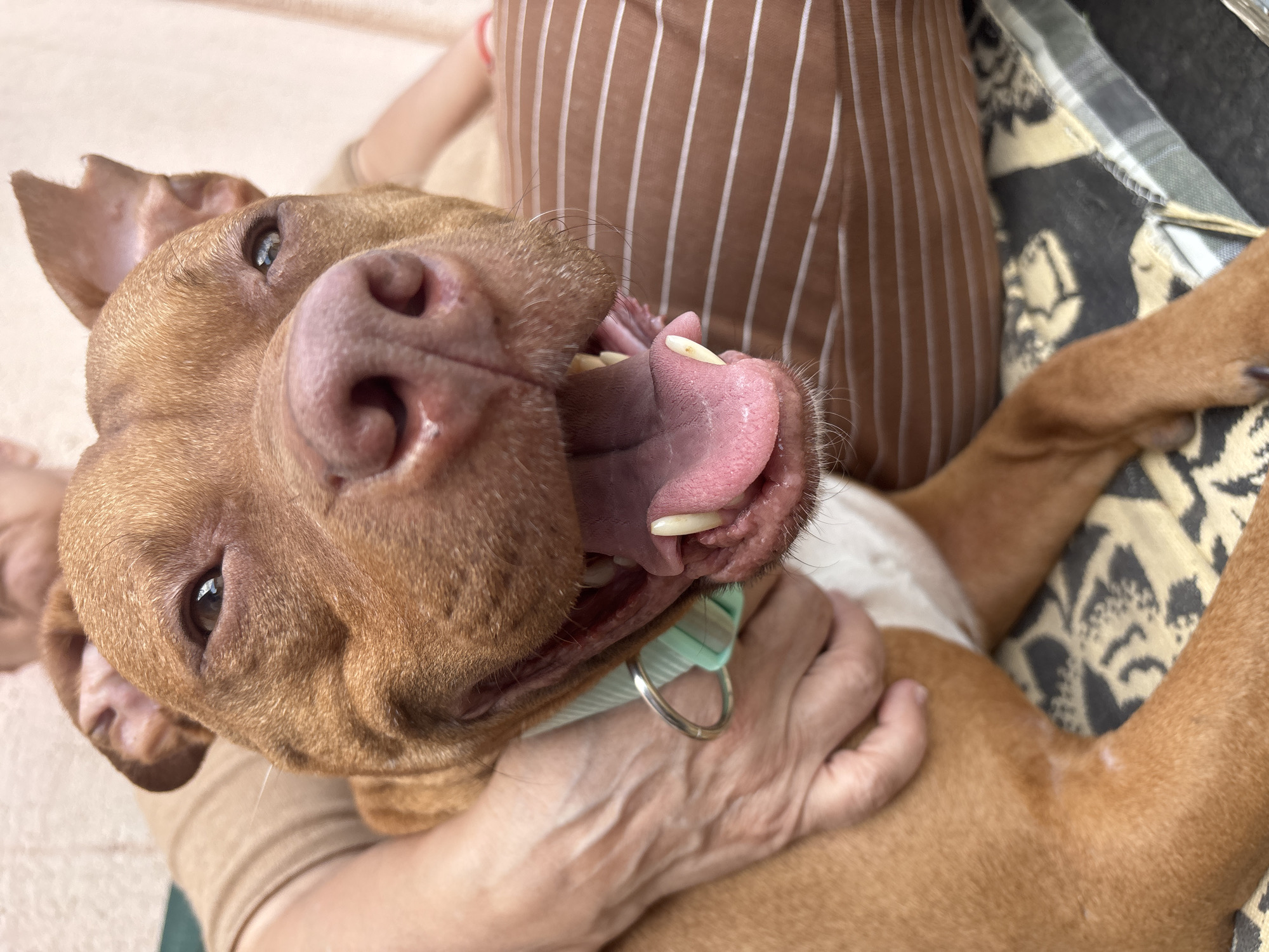 A reddish-brown dog, possibly a pit bull mix, is in close-up, seemingly held or embraced by a person. The dog has its mouth open, revealing its teeth and pink tongue. It wears a light green collar with a silver ring. The person holding the dog is wearing a brown and white striped garment, with glimpses of another tan-colored garment beneath. The background includes a patterned cushion or surface. There is no indication of the city of Lom, Bulgaria.
